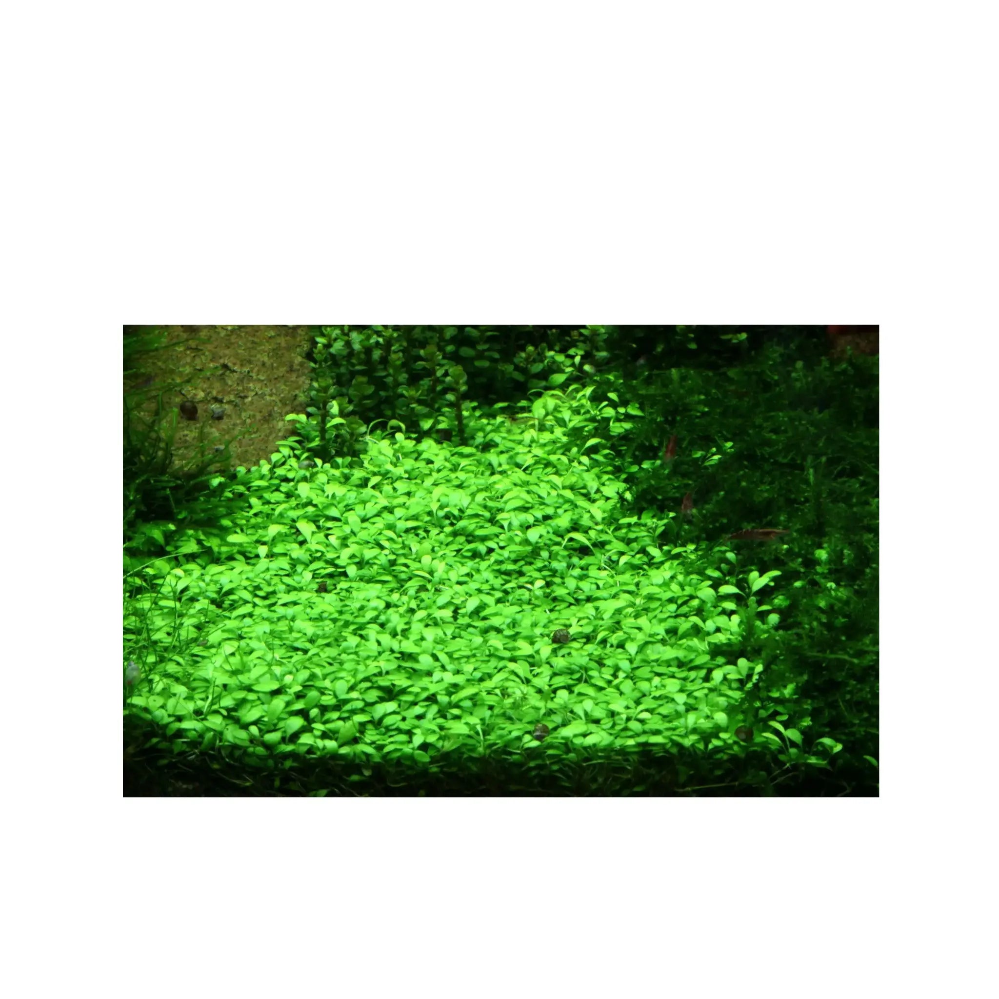 Glossostigma elatinoides Aqua Essentials