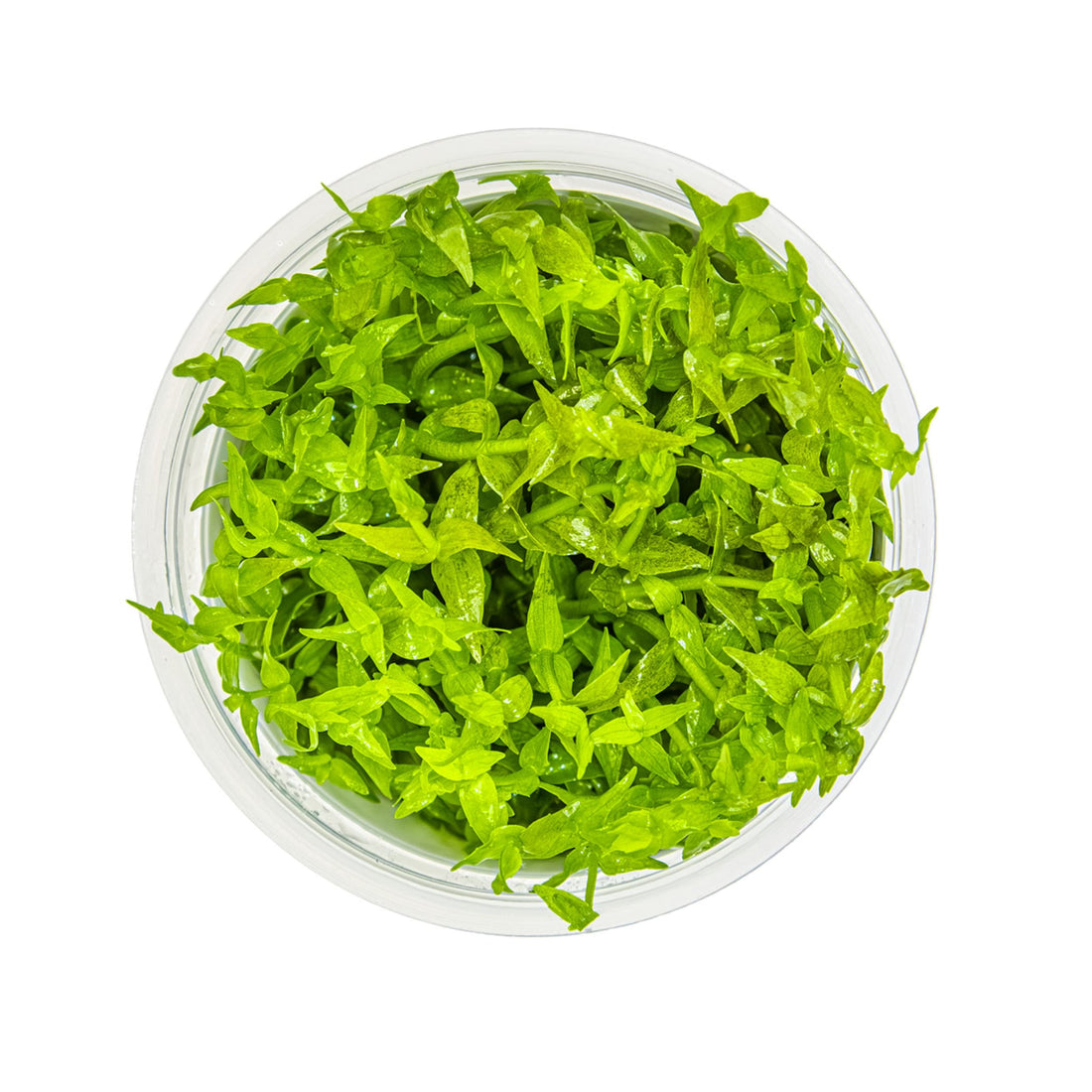 Tropica Gratiola viscidula 1-2-GROW!