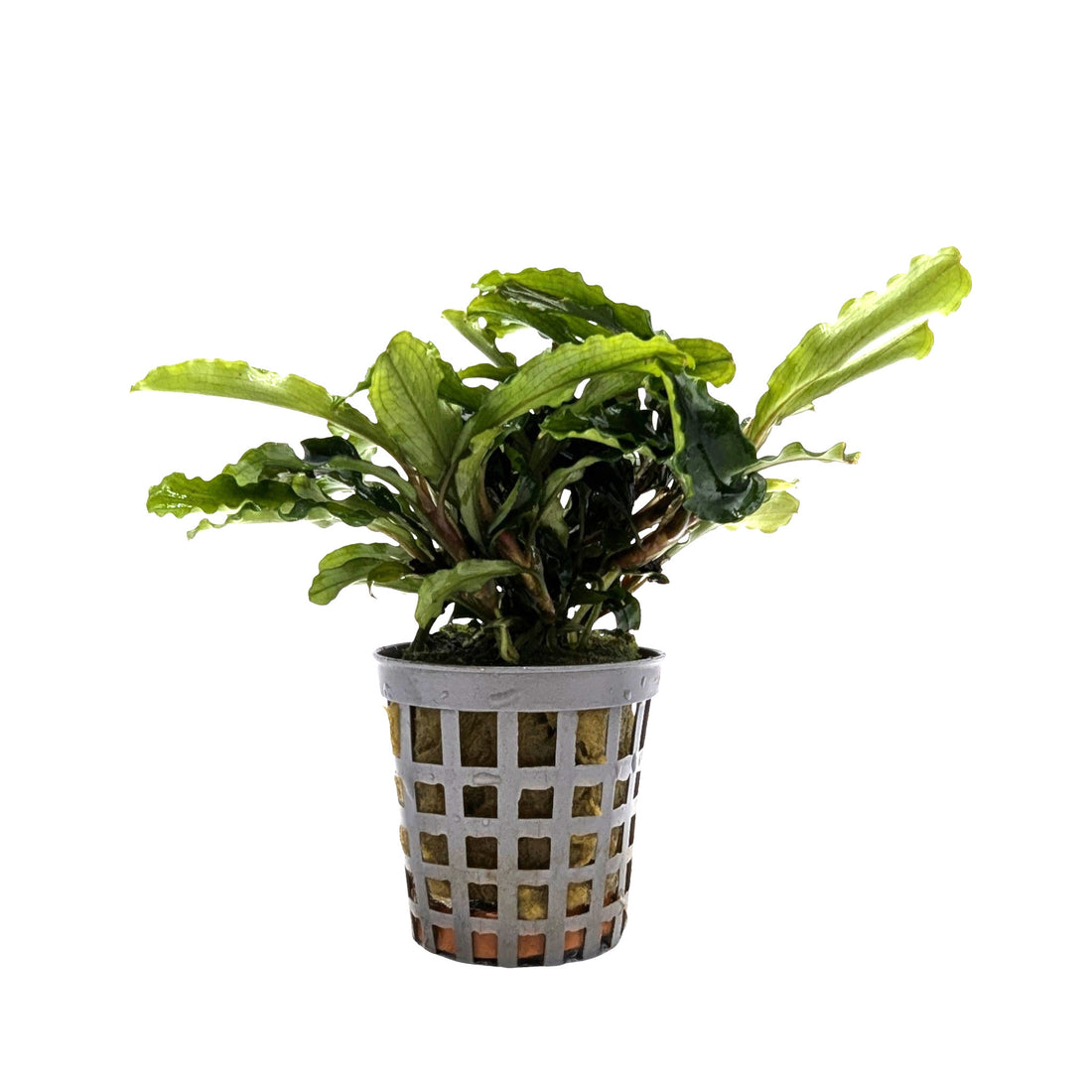 Bucephalandra green velvet