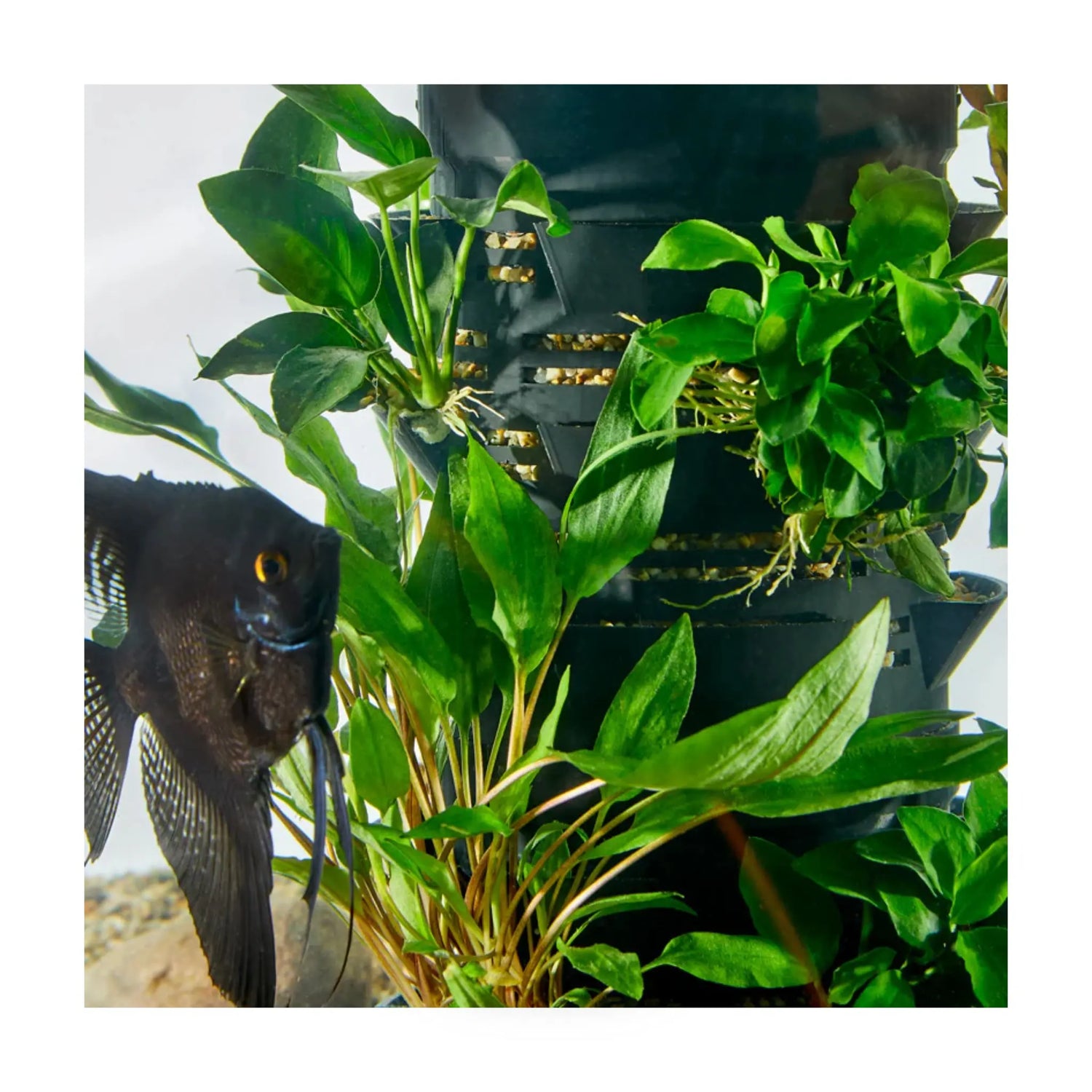 Habistax Box Of Aquarium Plants Aqua Essentials