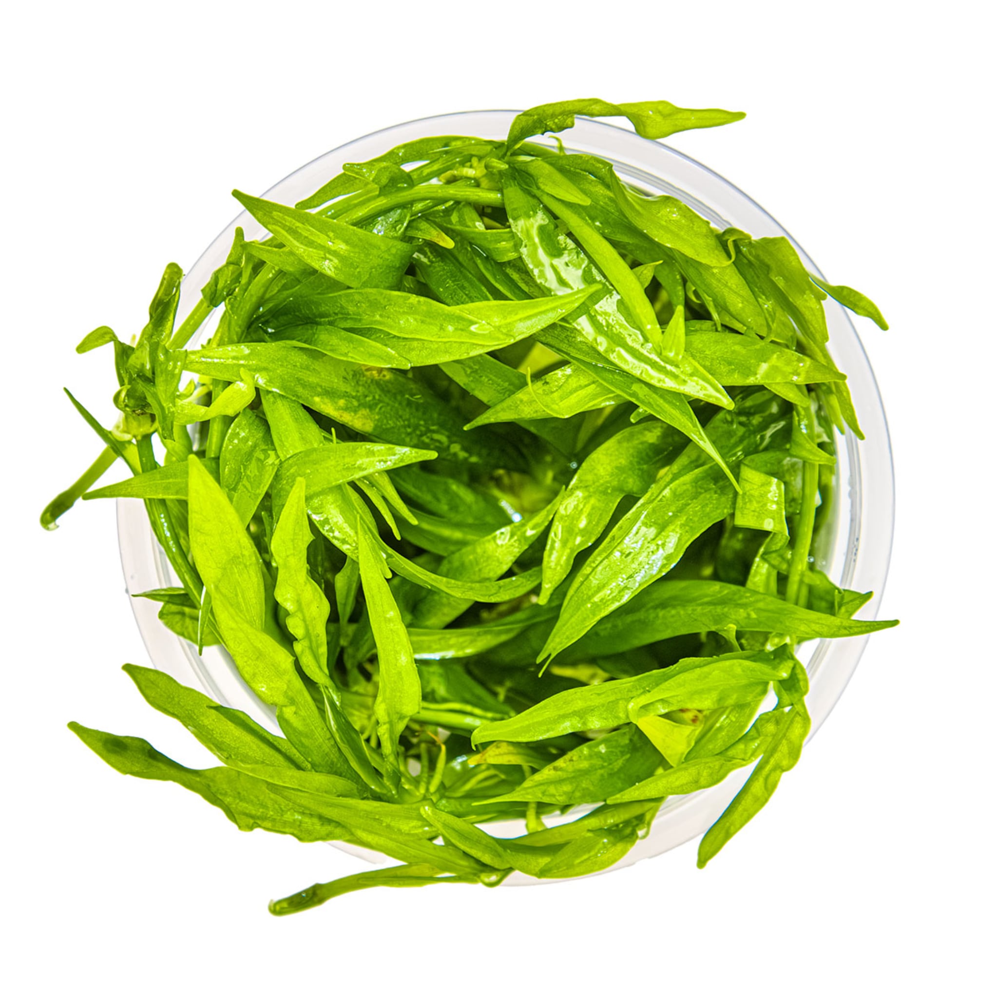 Tropica Helanthium quadricostatus 1-2-GROW!