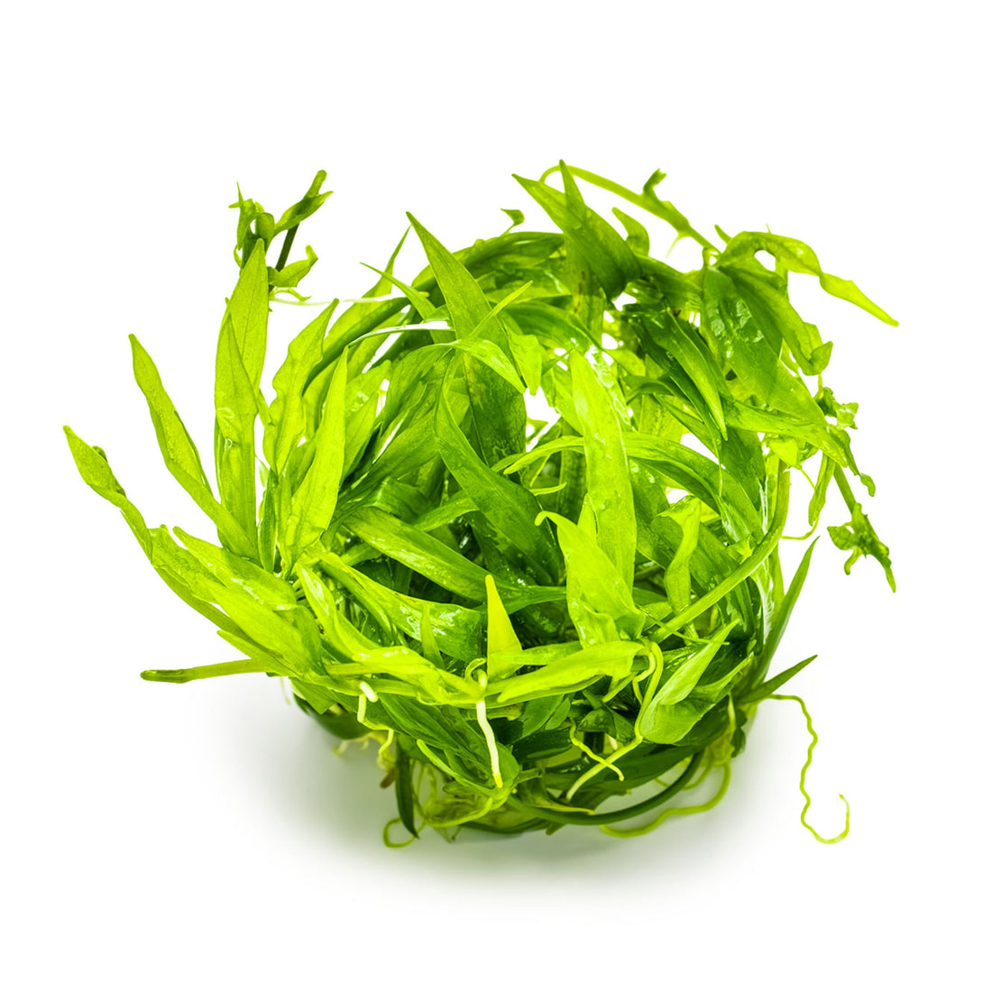 Tropica Helanthium quadricostatus 1-2-GROW!