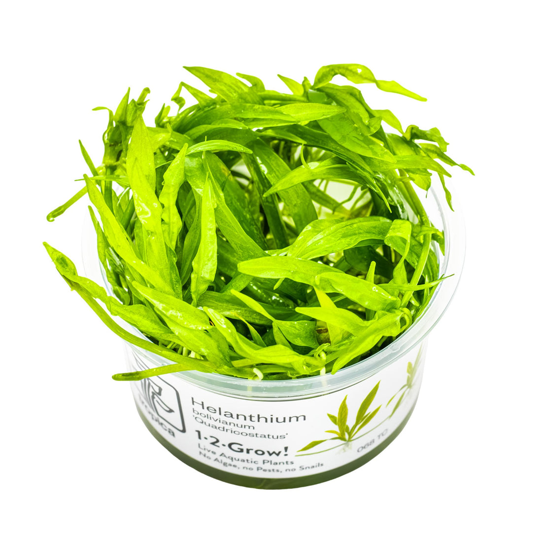 Tropica Helanthium quadricostatus 1-2-GROW!