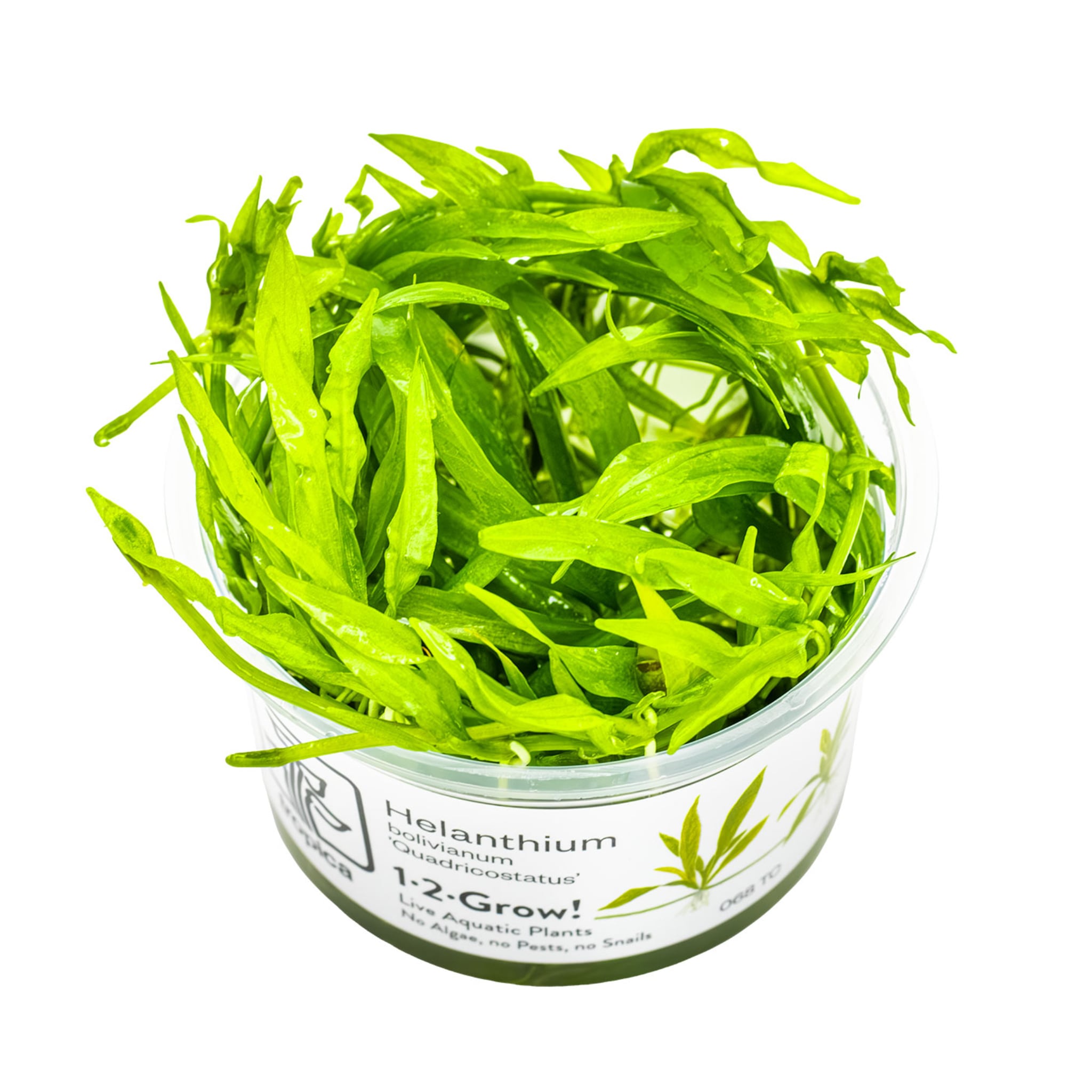 Tropica Helanthium quadricostatus 1-2-GROW!