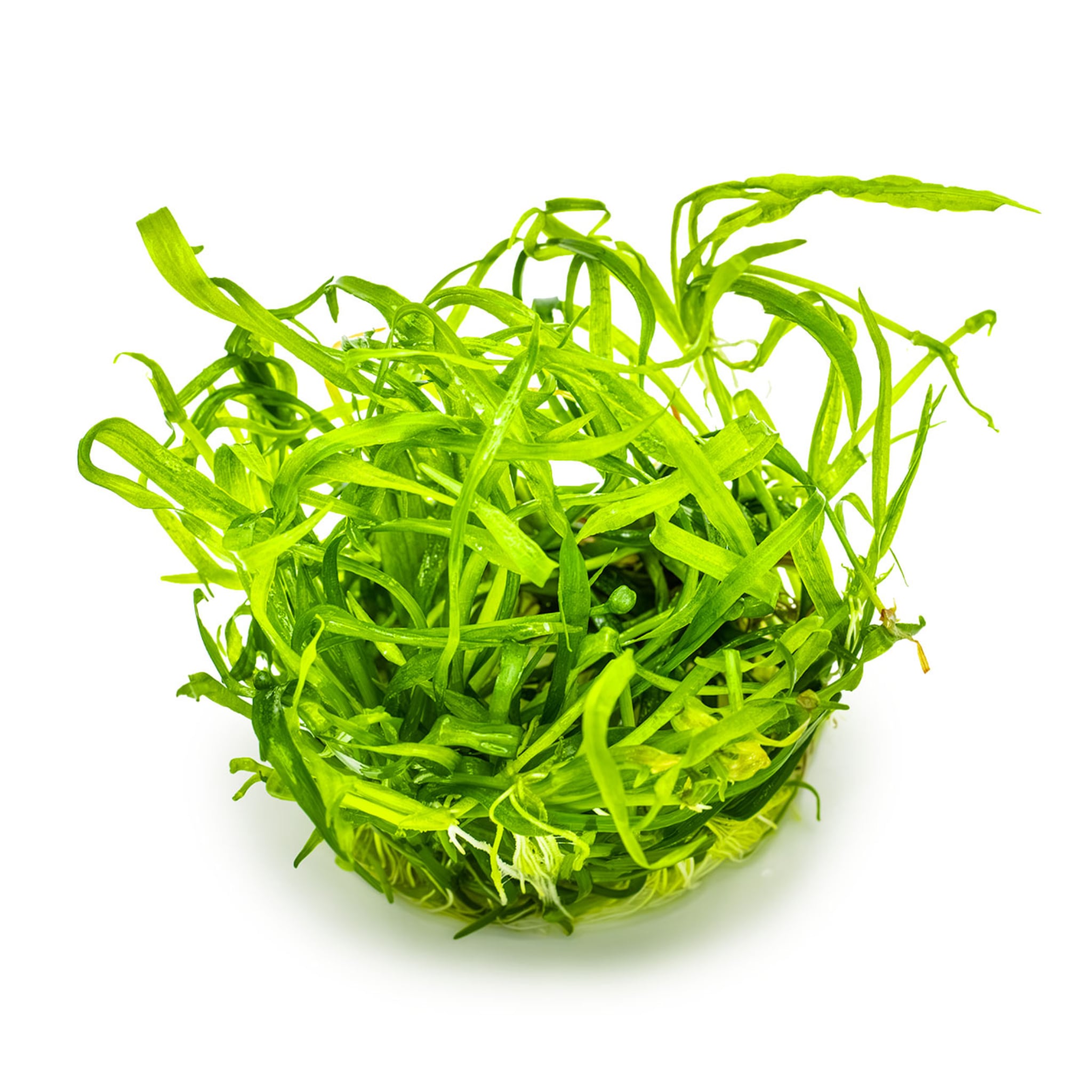 Tropica Helanthium tenellum Green 1-2-GROW!