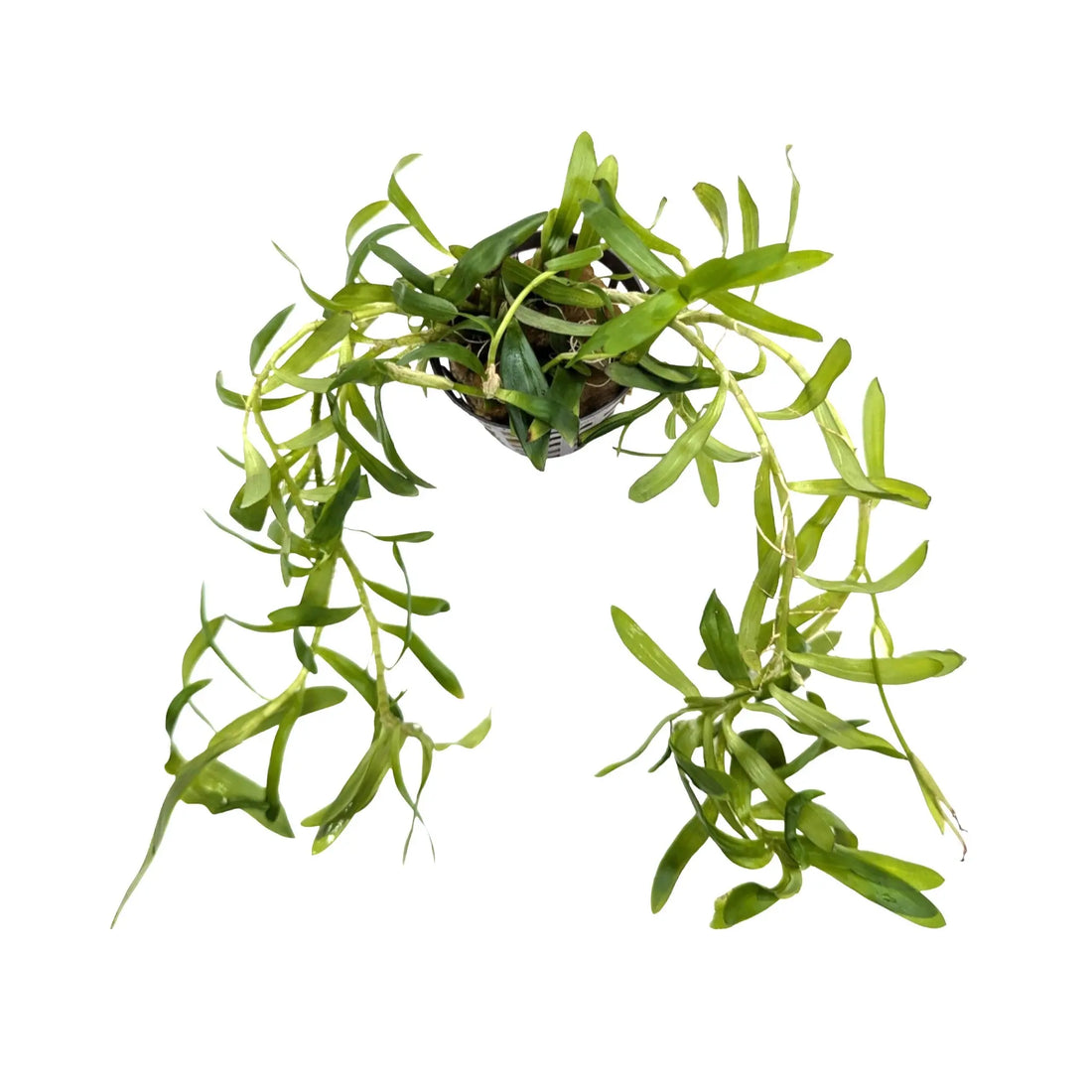 Heteranthera zosterifolia Aquafleur