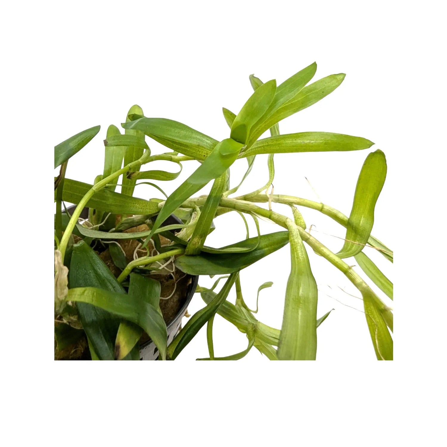 Heteranthera zosterifolia Aquafleur