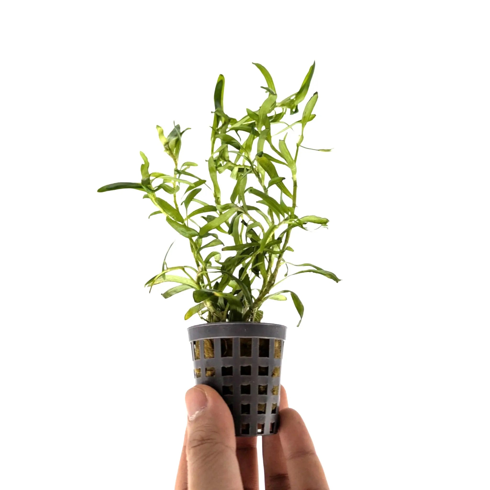 Heteranthera zosterifolia Aquafleur