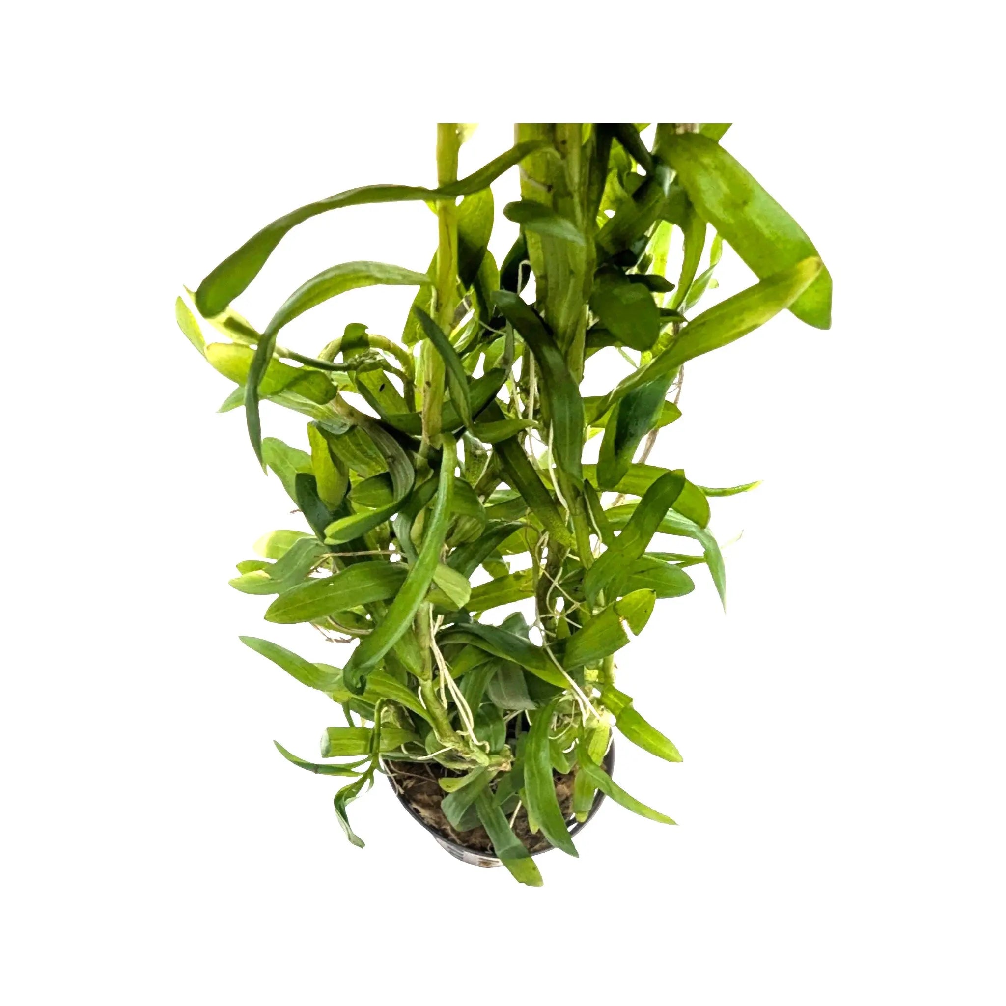 Heteranthera zosterifolia Aquafleur