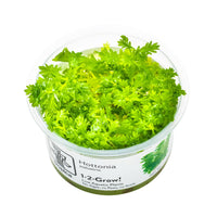 Tropica Hottonia palustris 1-2-GROW!