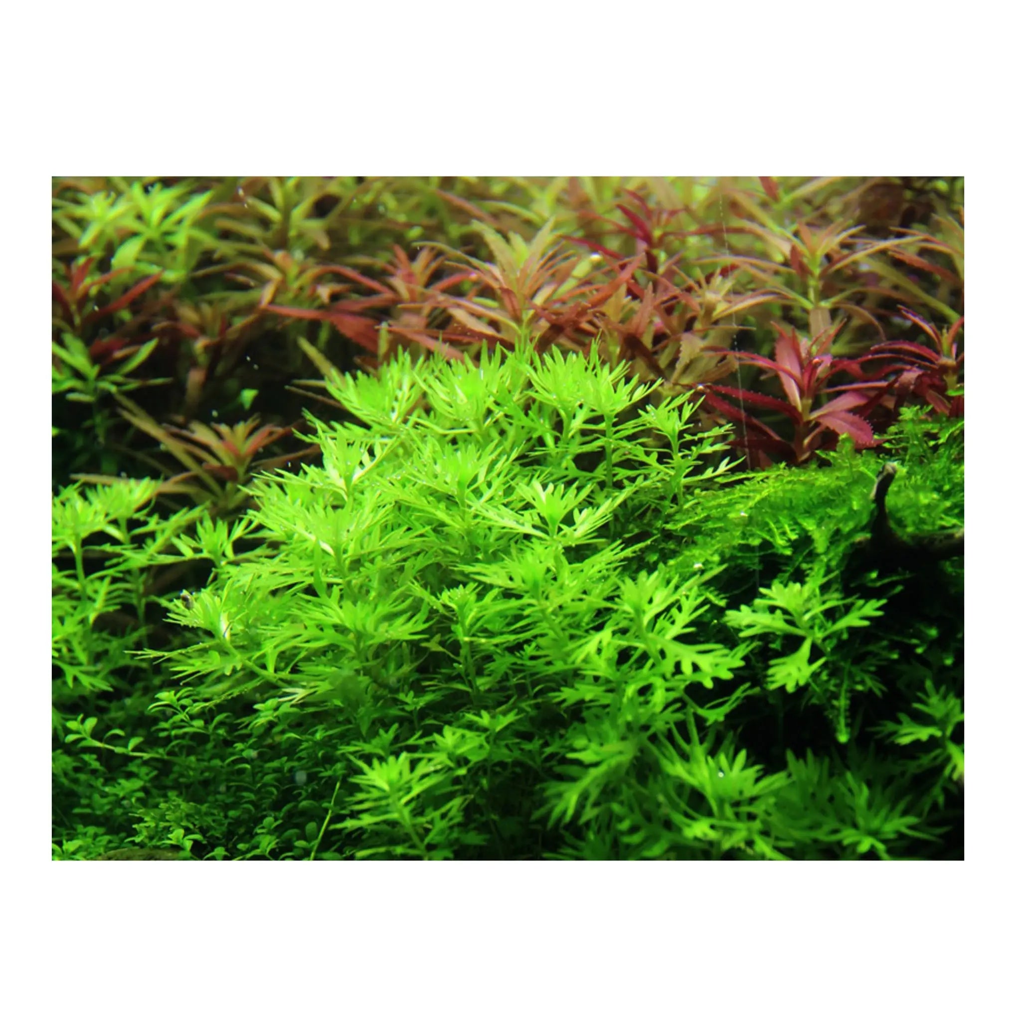 Hottonia palustris - Aqua Essentials