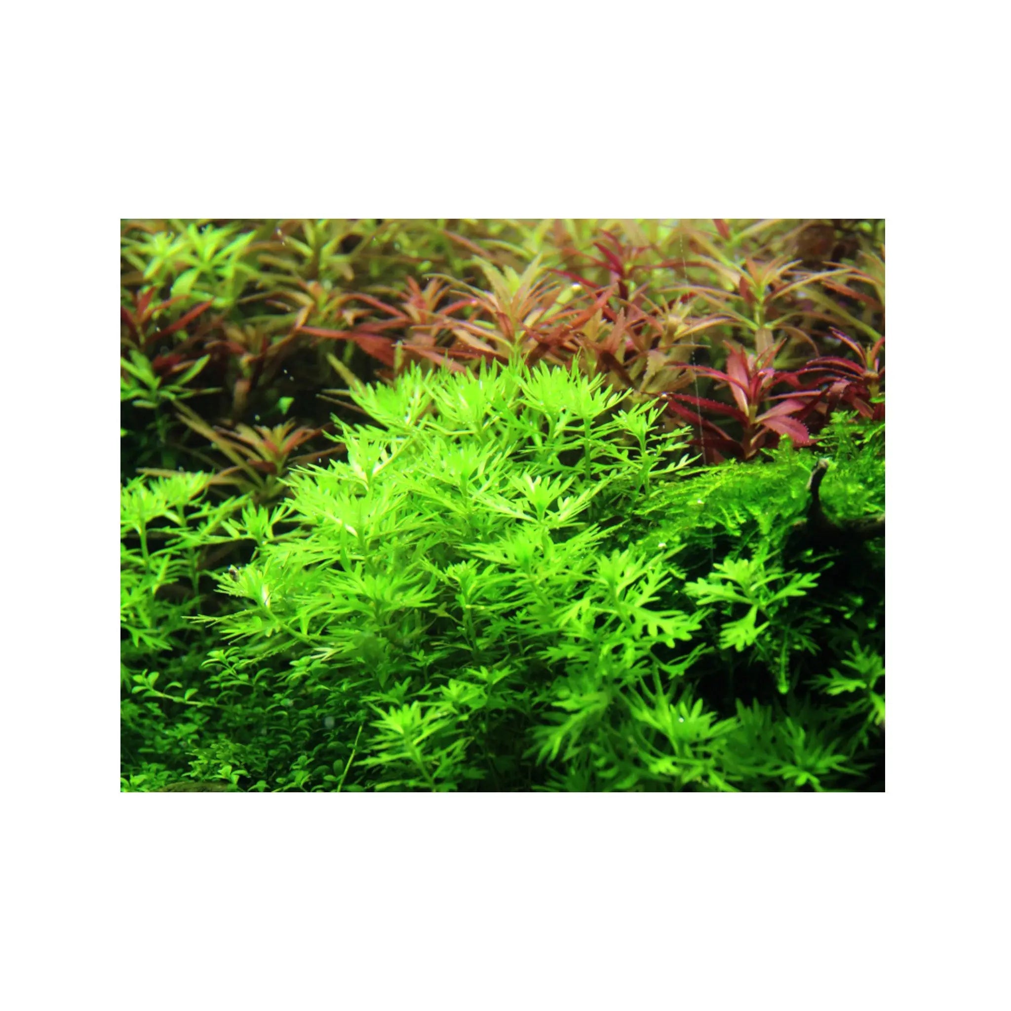 Hottonia palustris Tropica