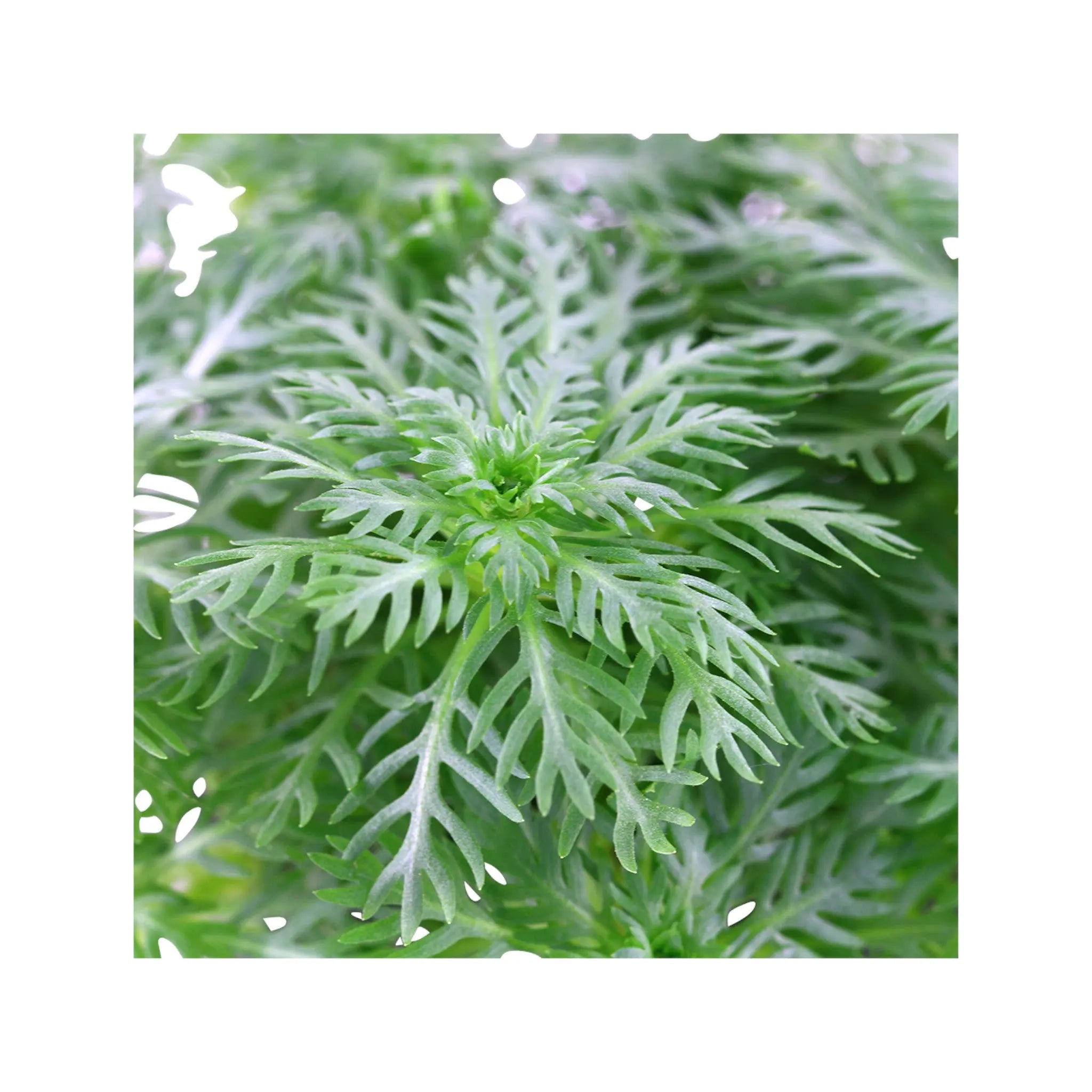 Hottonia palustris Tropica