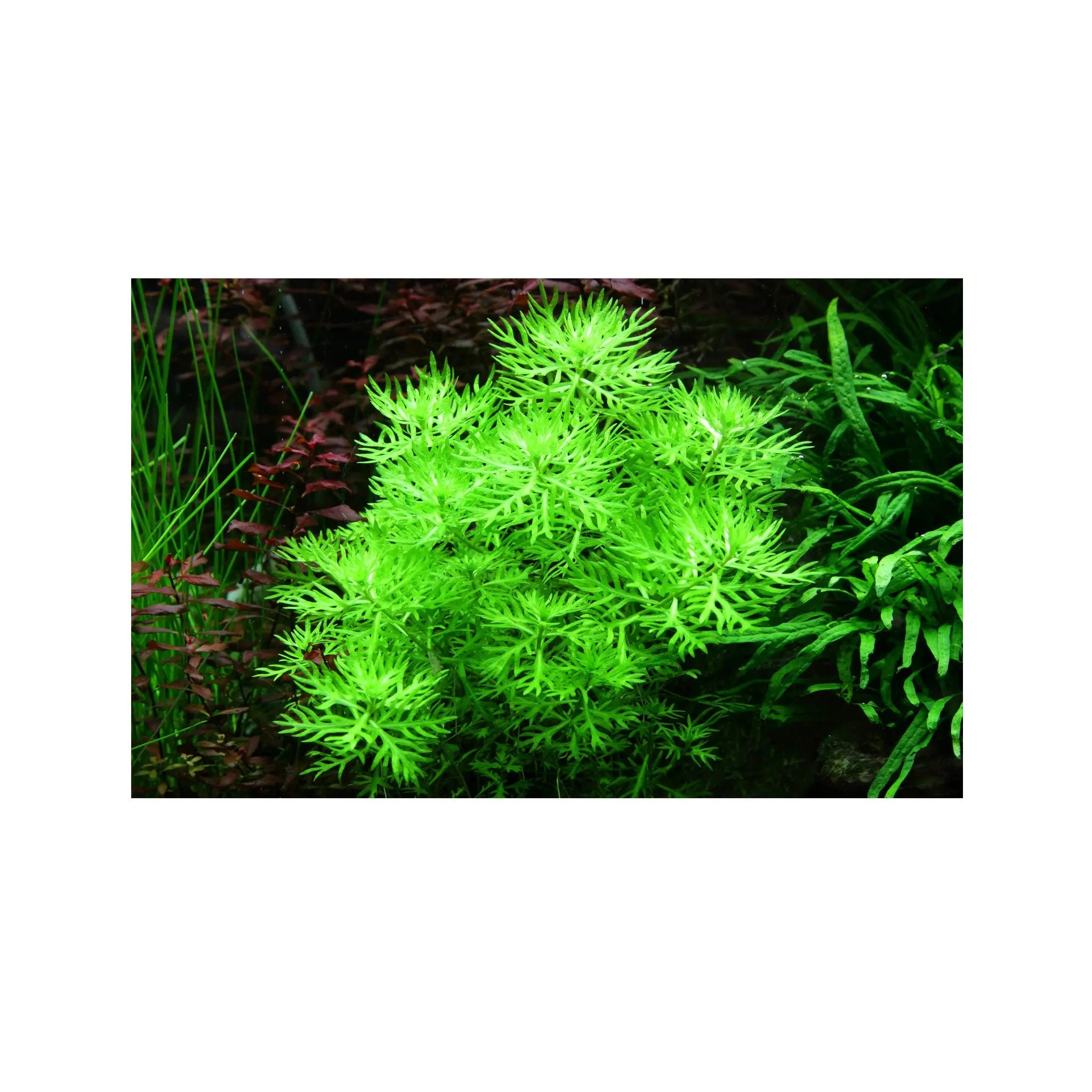 Hottonia palustris Tropica