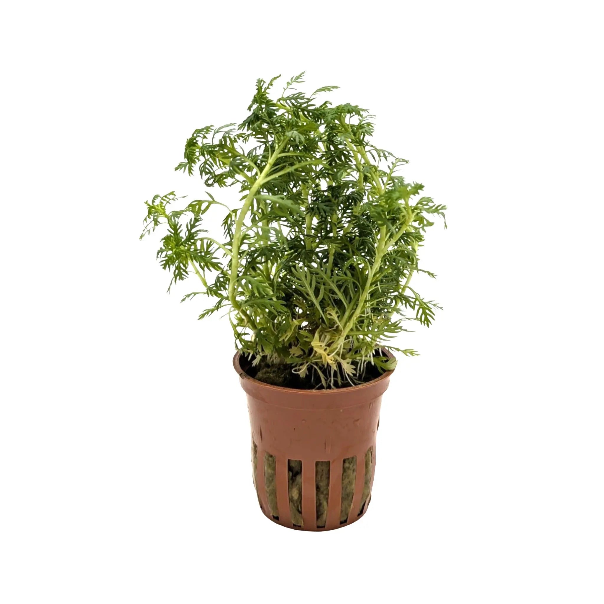 Hottonia palustris Tropica