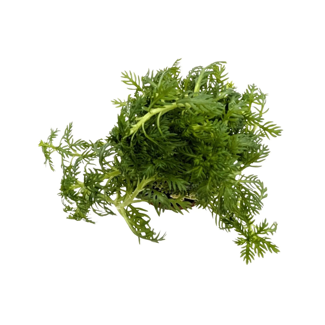 Hottonia palustris Tropica