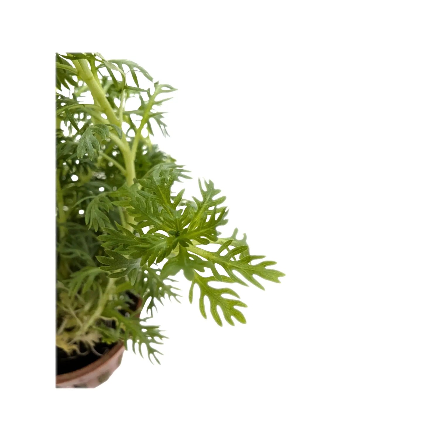 Hottonia palustris Tropica