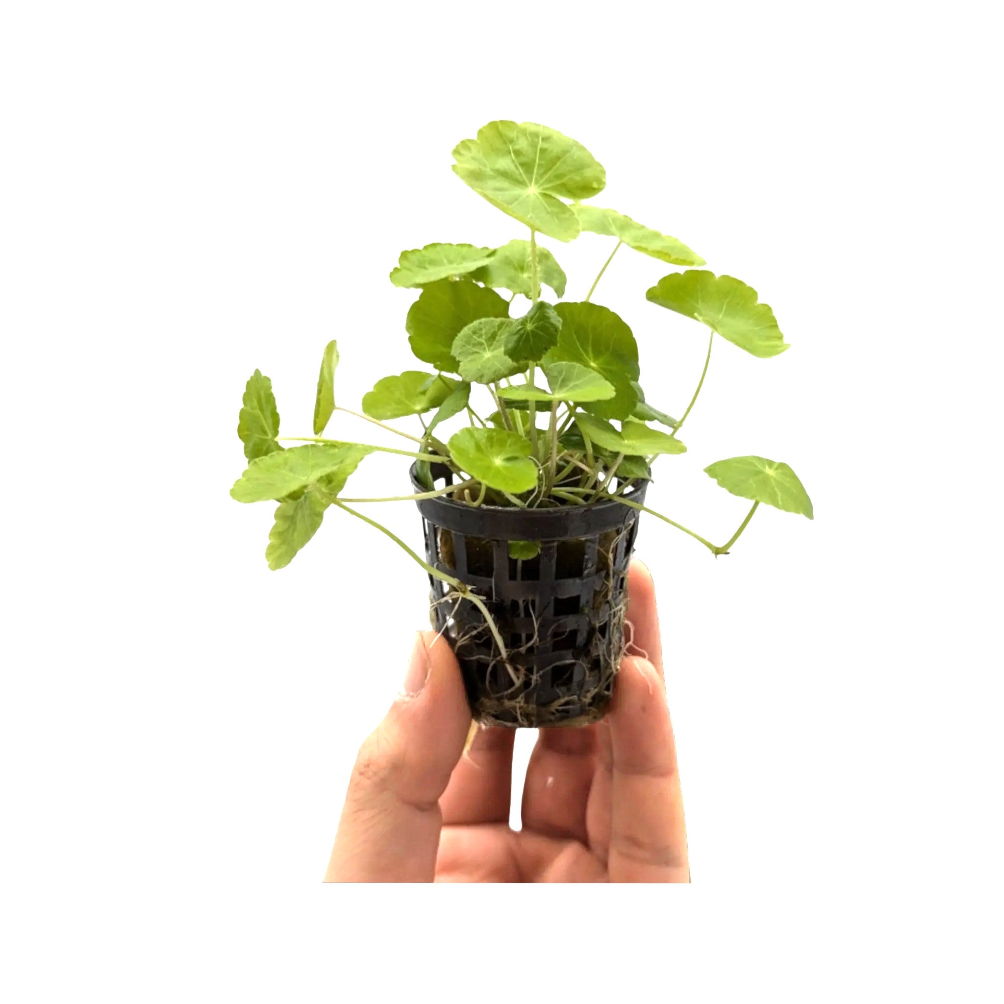 Hydrocotyle leucocephala