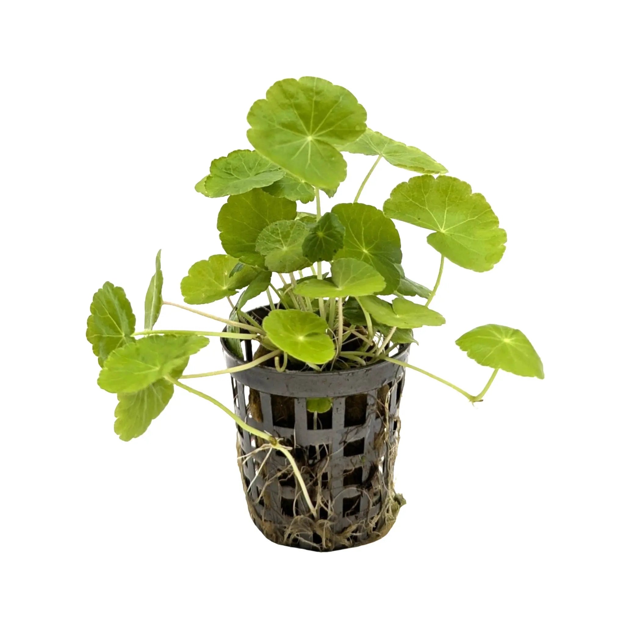 Hydrocotyle leucocephala (Brazilian pennywort) Aquafleur