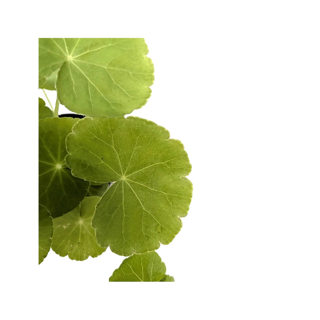 Hydrocotyle leucocephala (Brazilian pennywort) Aquafleur