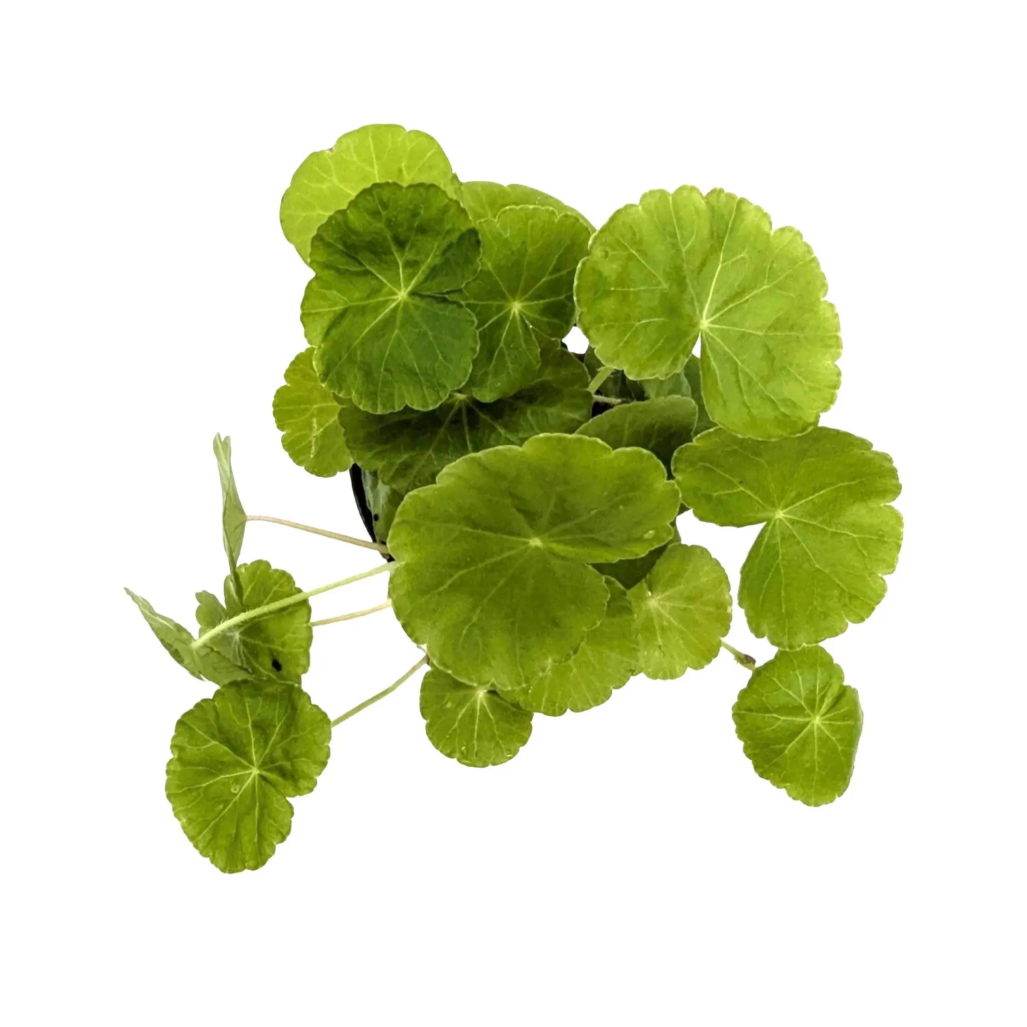 Hydrocotyle leucocephala (Brazilian pennywort) Aquafleur