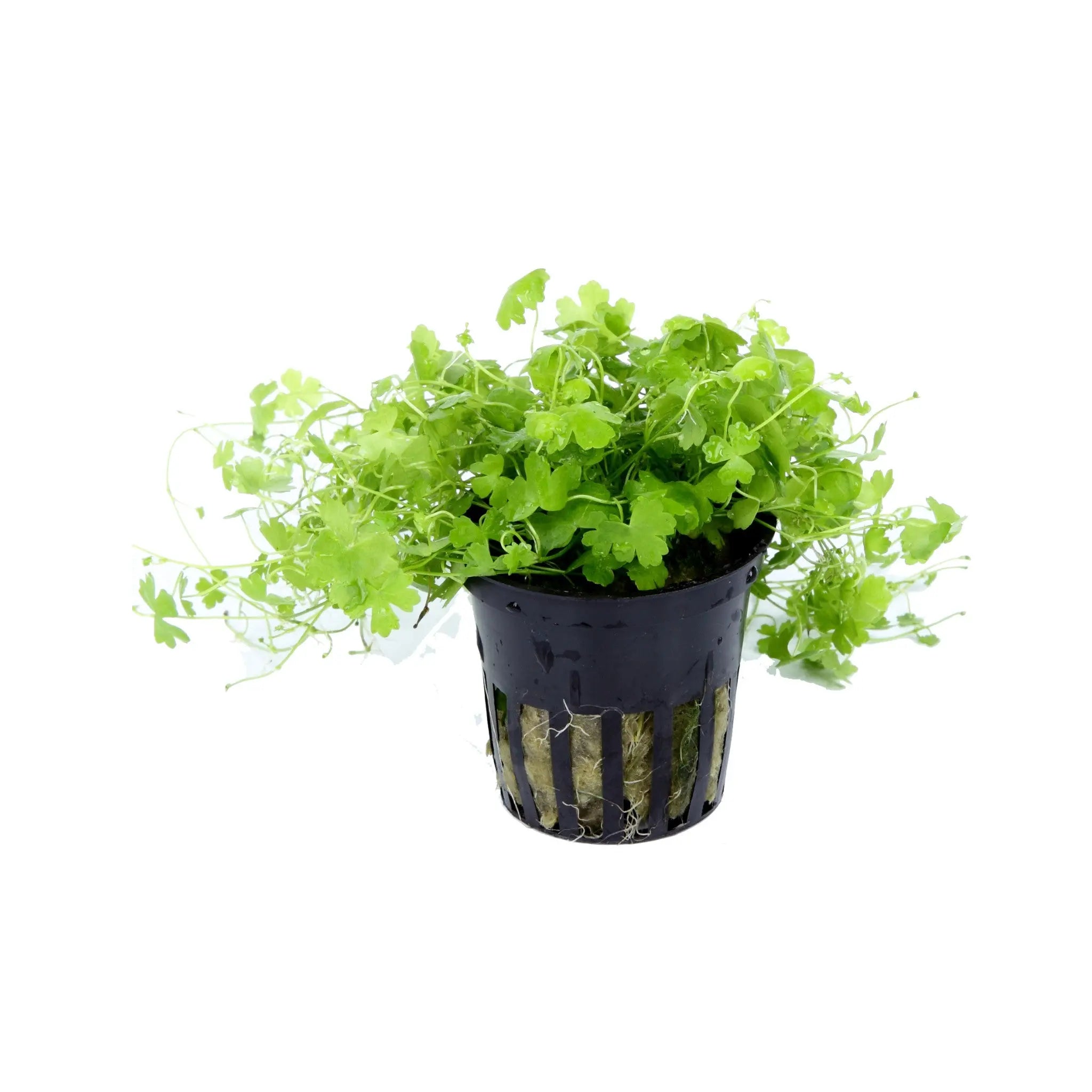 Hydrocotyle tripartita Aquafleur