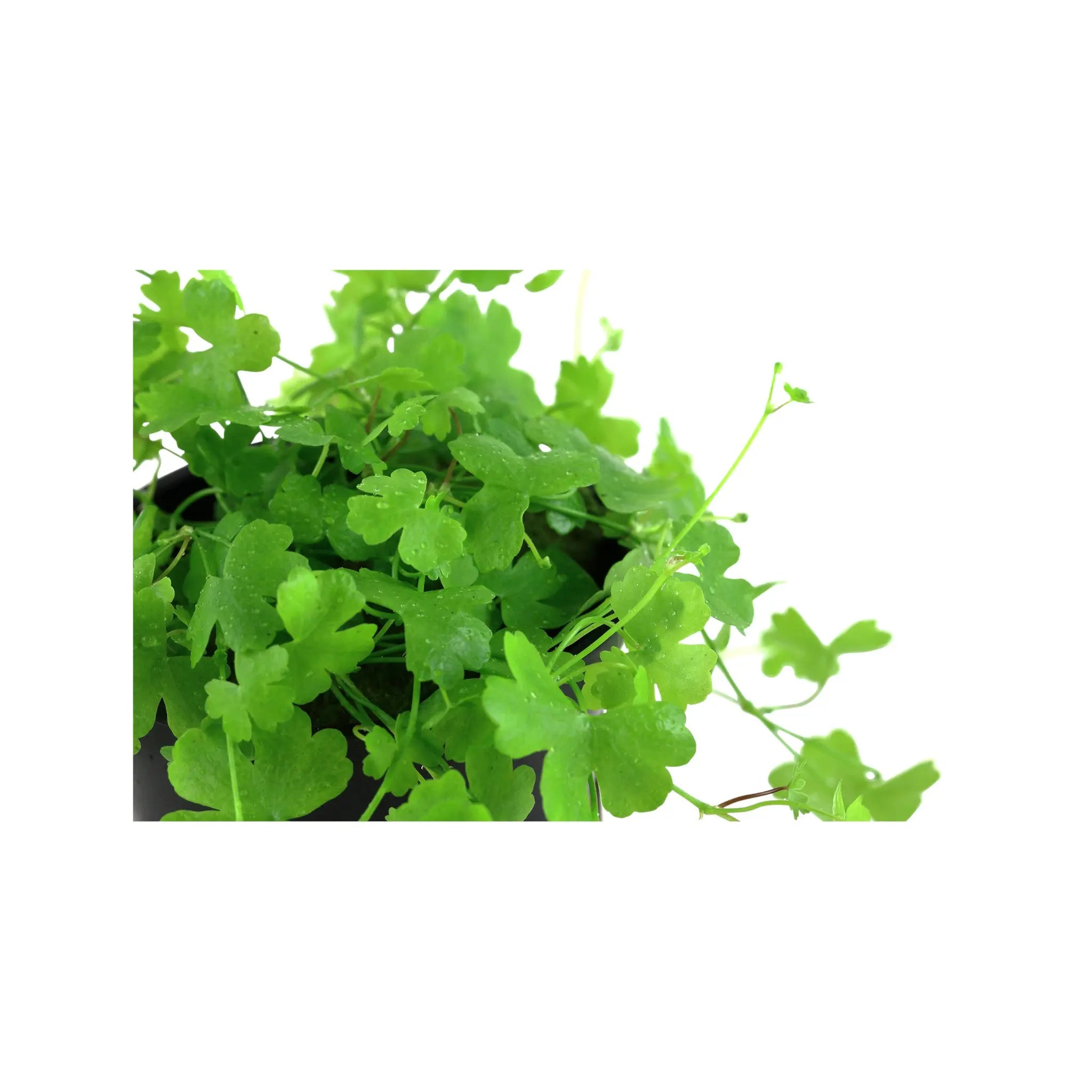 Hydrocotyle tripartita Aquafleur