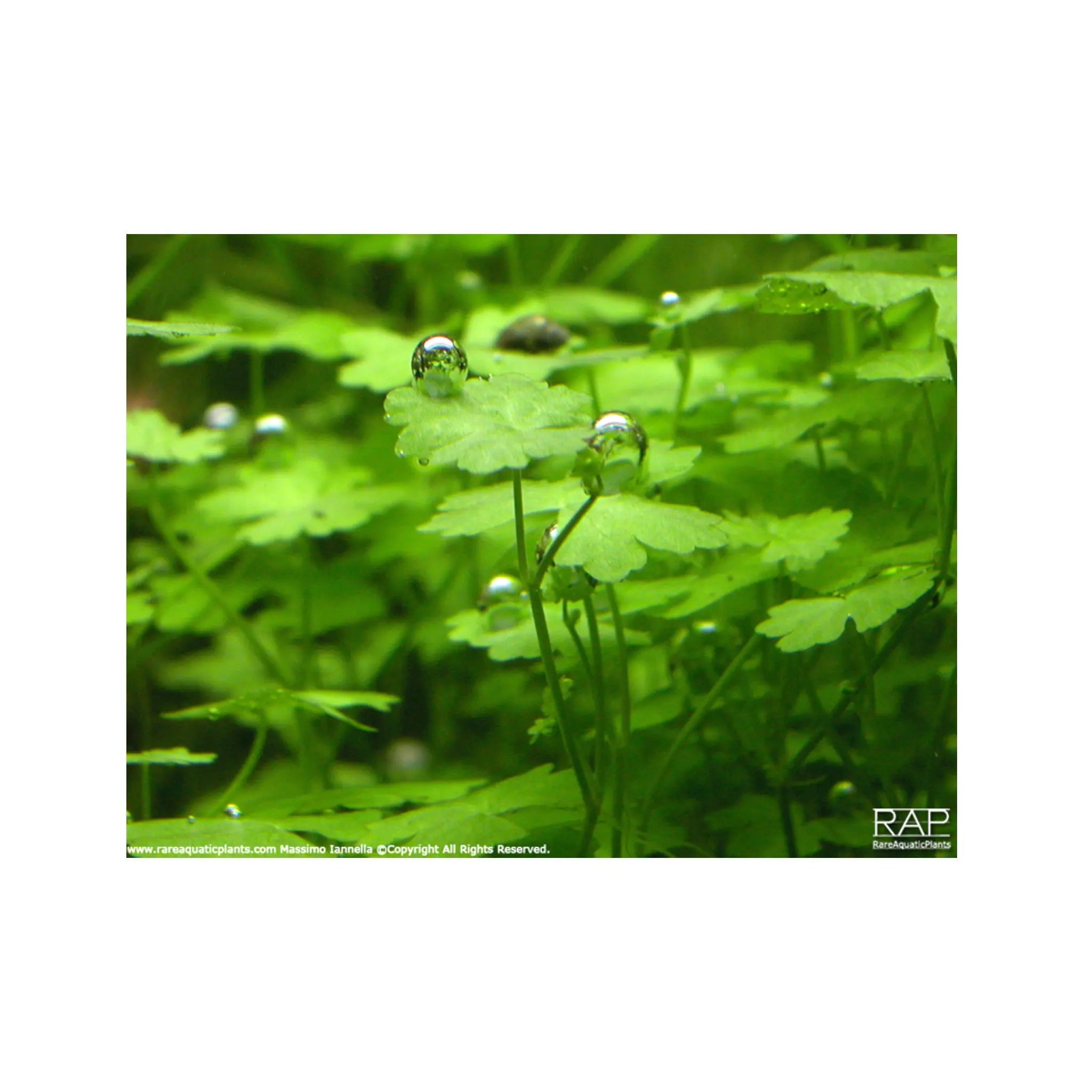 Hydrocotyle tripartita Aquafleur