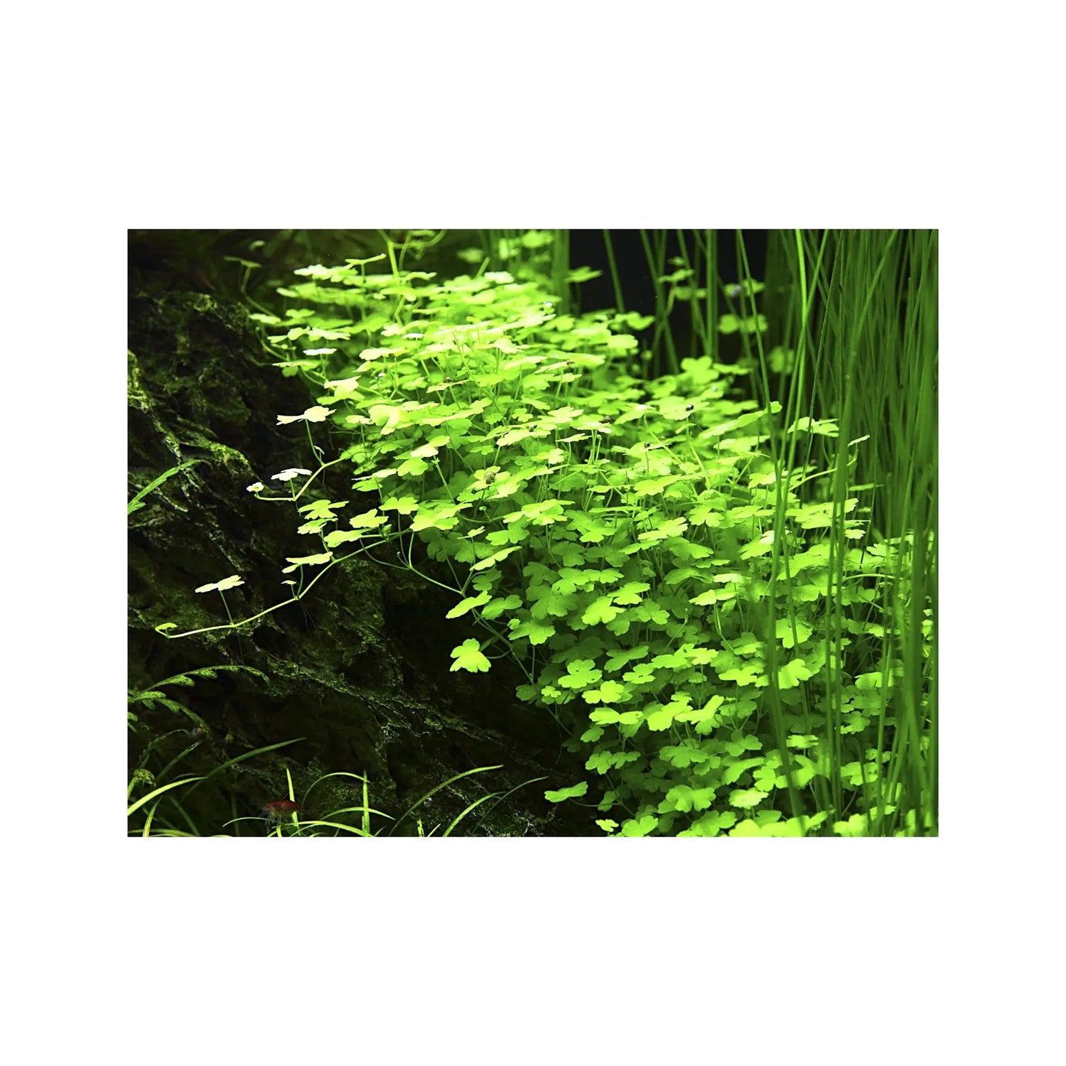 Hydrocotyle tripartita Aquafleur