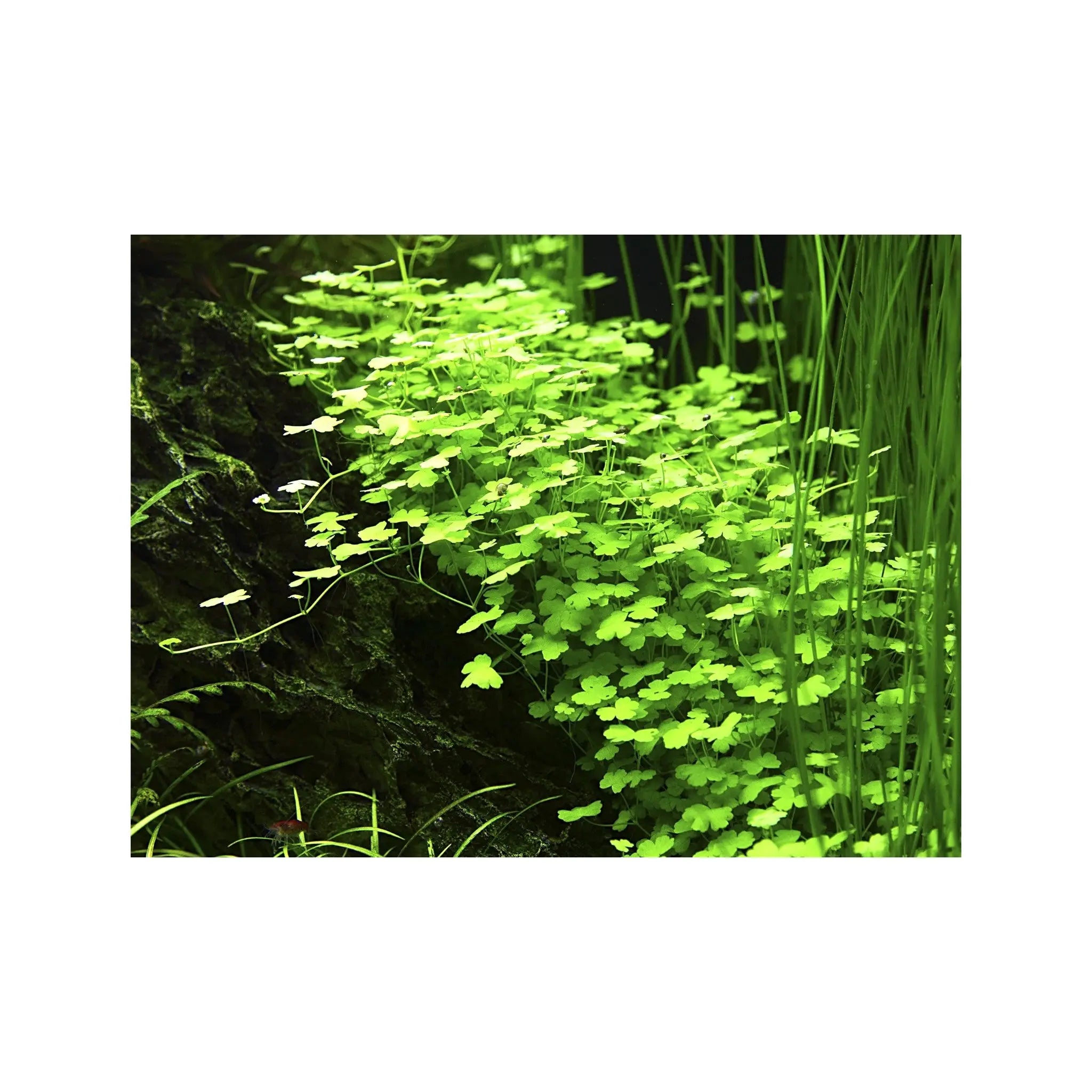 Hydrocotyle tripartita Aquafleur