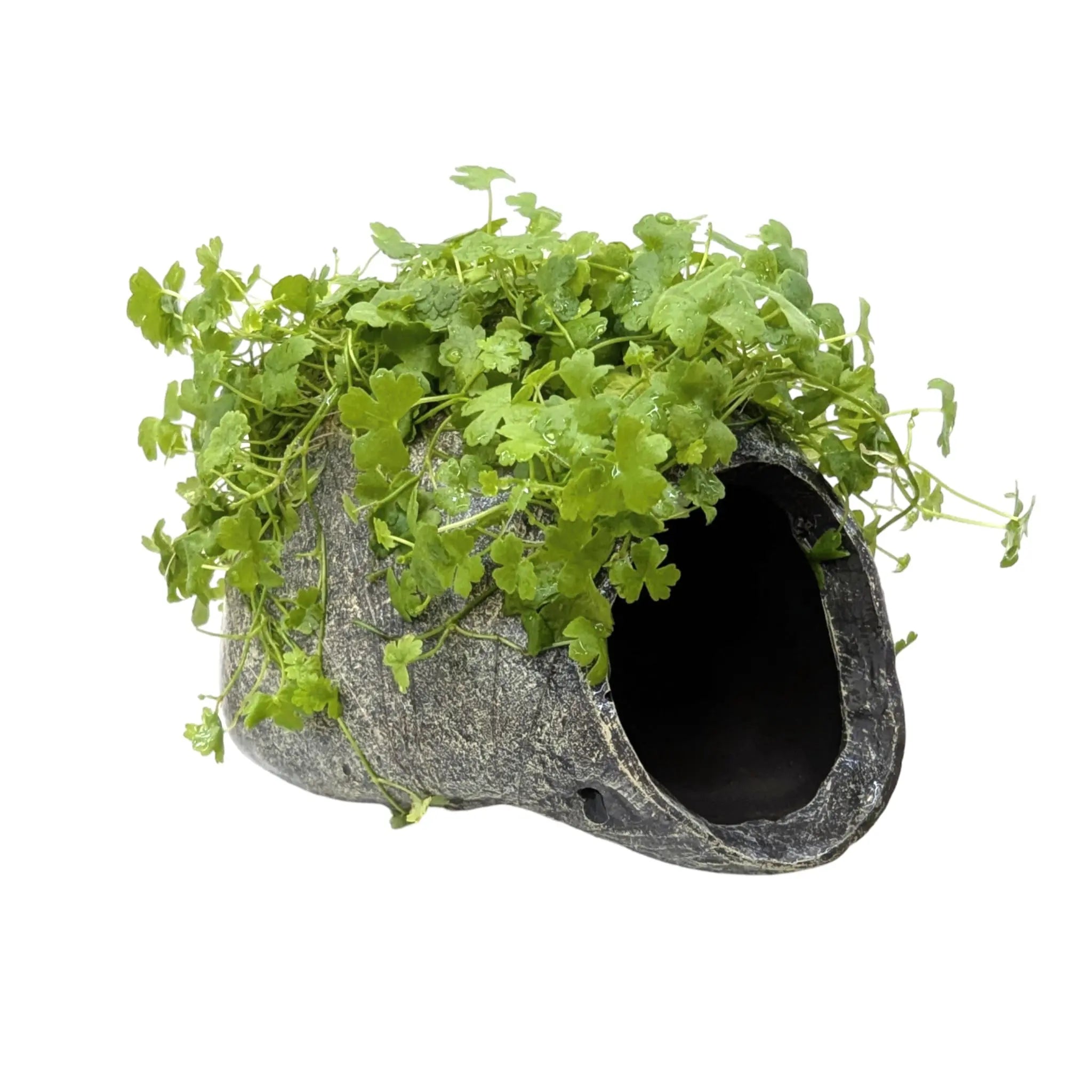 Hydrocotyle tripartita Fish Cave Aqua Essentials