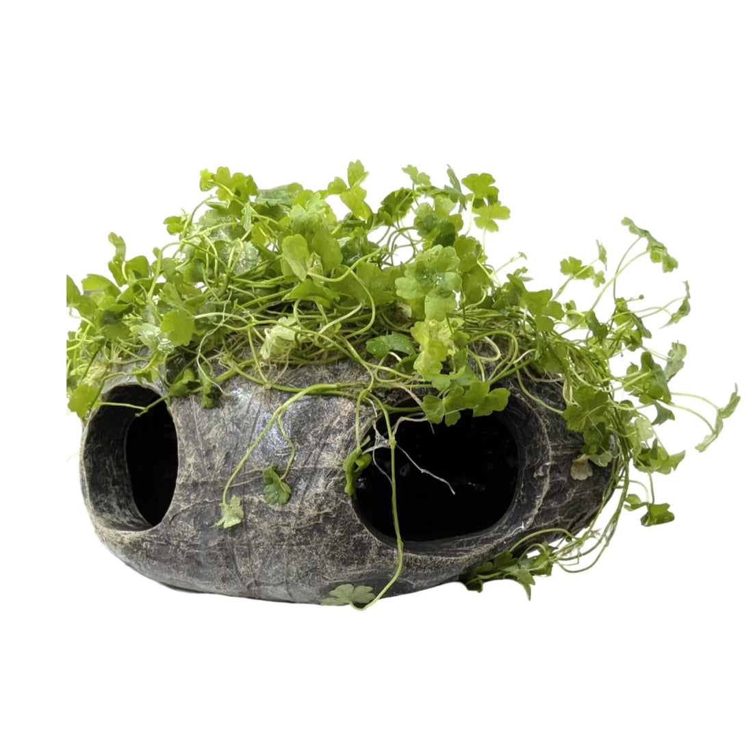 Hydrocotyle tripartita Fish Cave Aqua Essentials