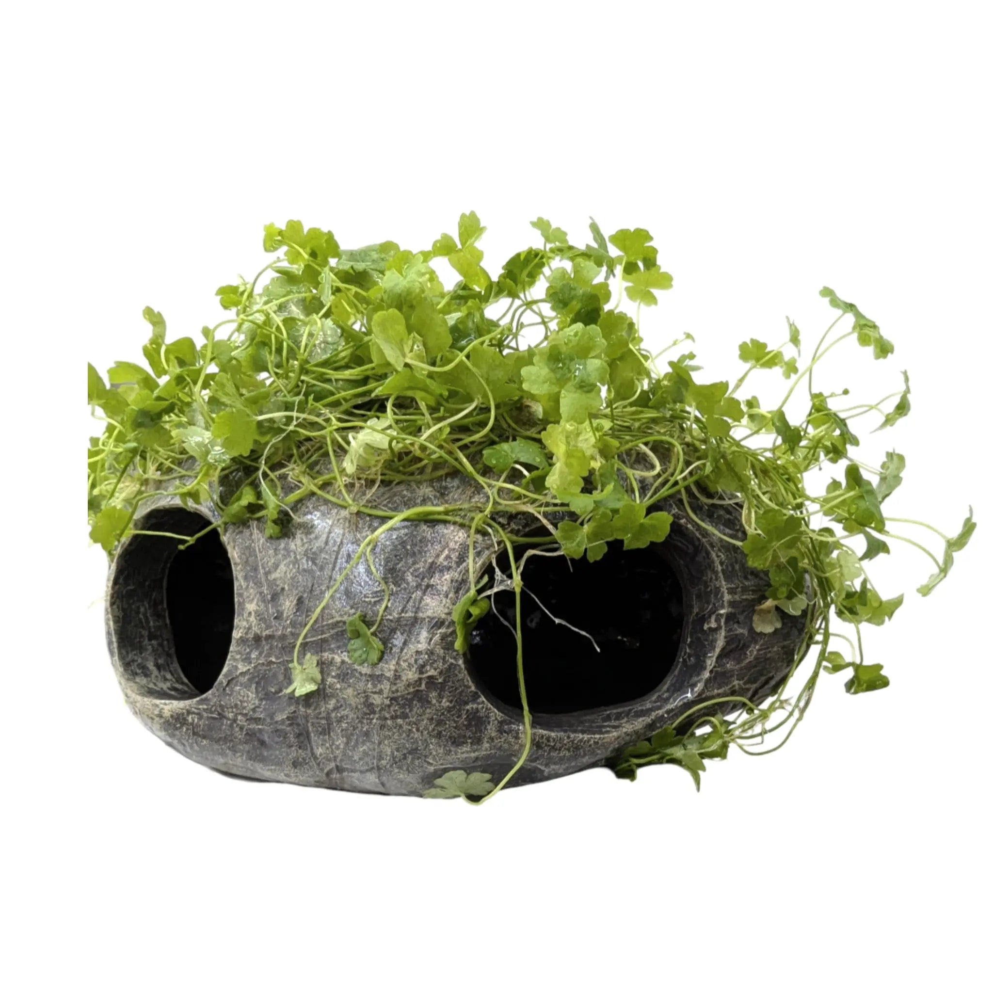 Hydrocotyle tripartita Fish Cave Aqua Essentials