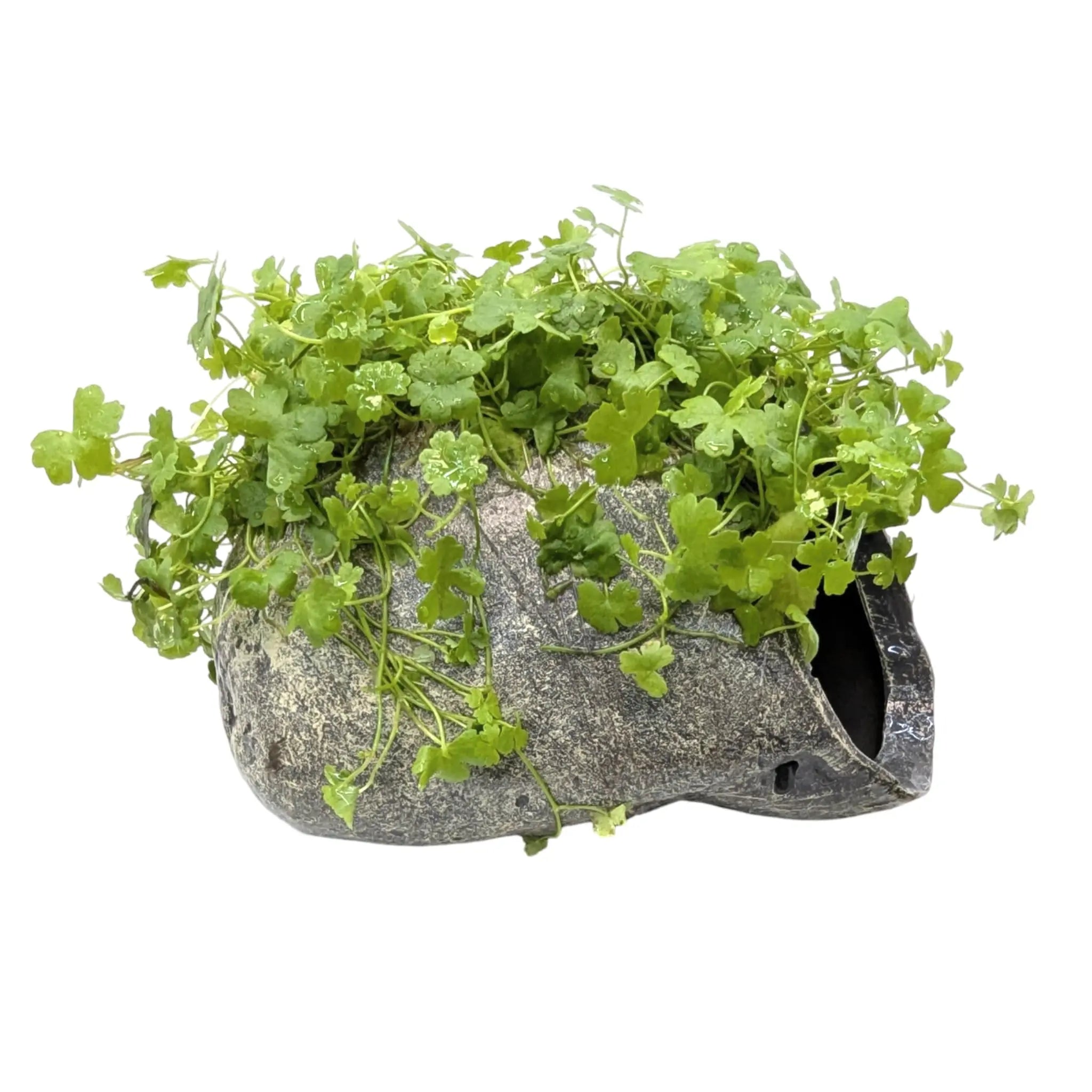 Hydrocotyle tripartita Fish Cave Aqua Essentials