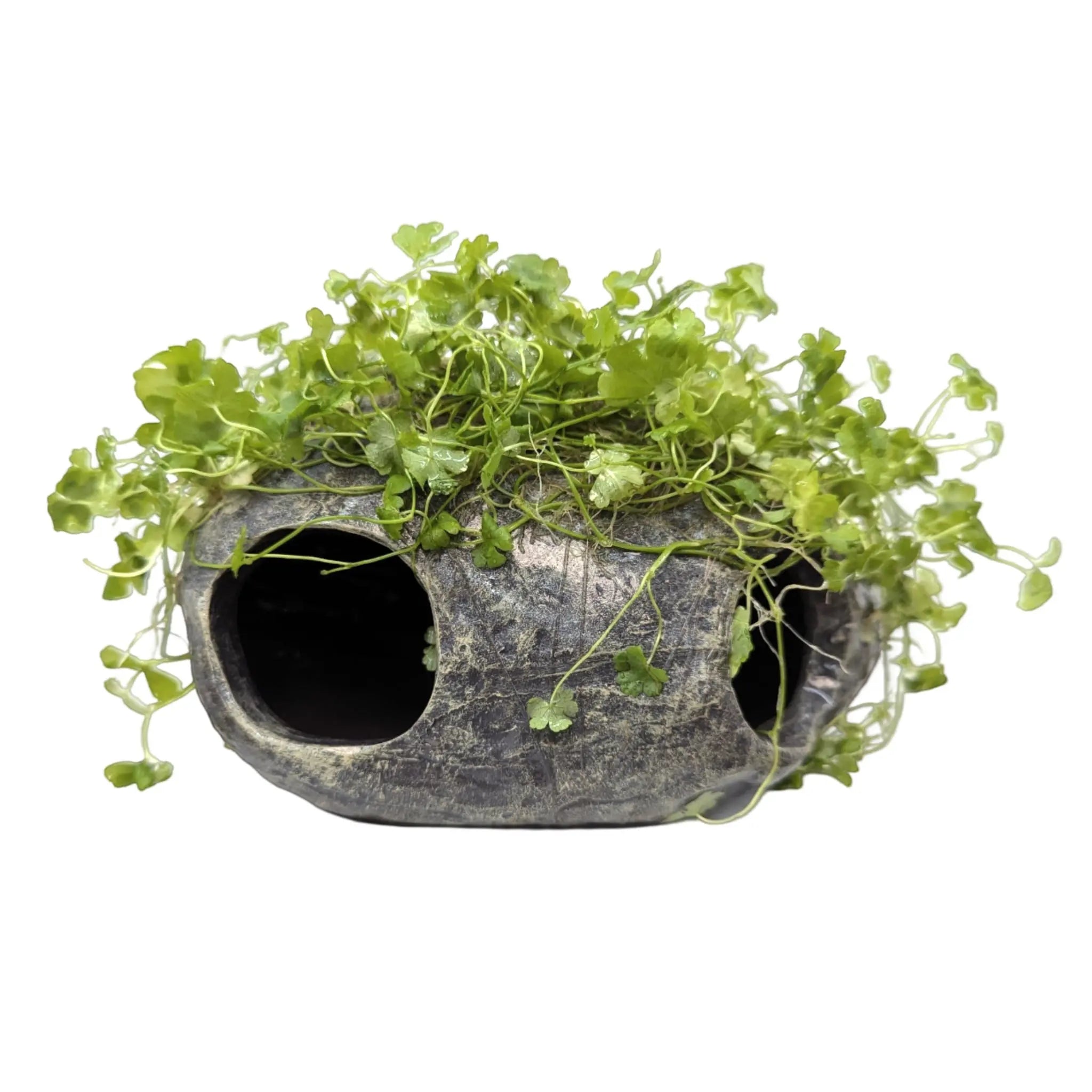 Hydrocotyle tripartita Fish Cave Aqua Essentials