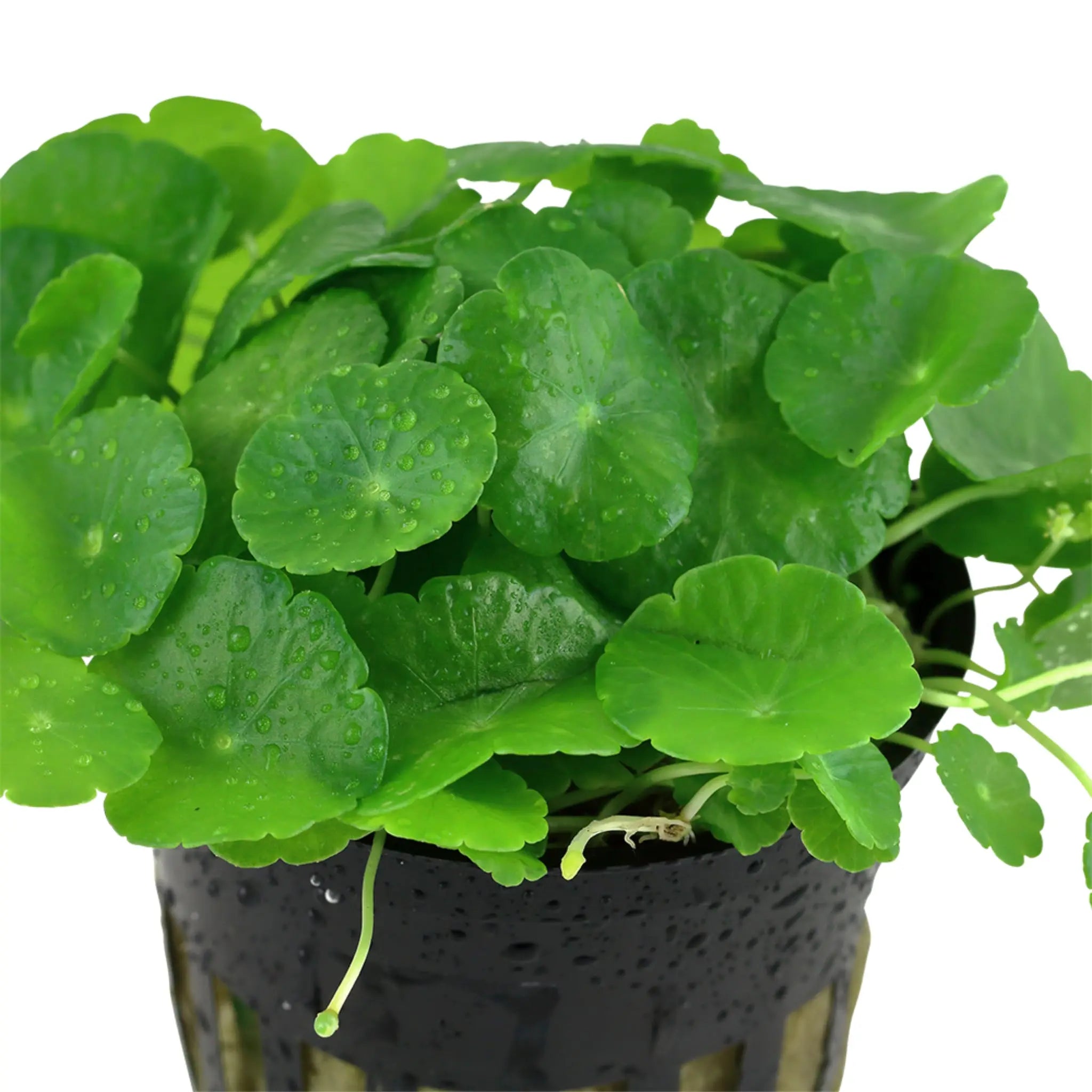 Hydrocotyle verticillata (Whorled umbrella plant) - Aqua Essentials