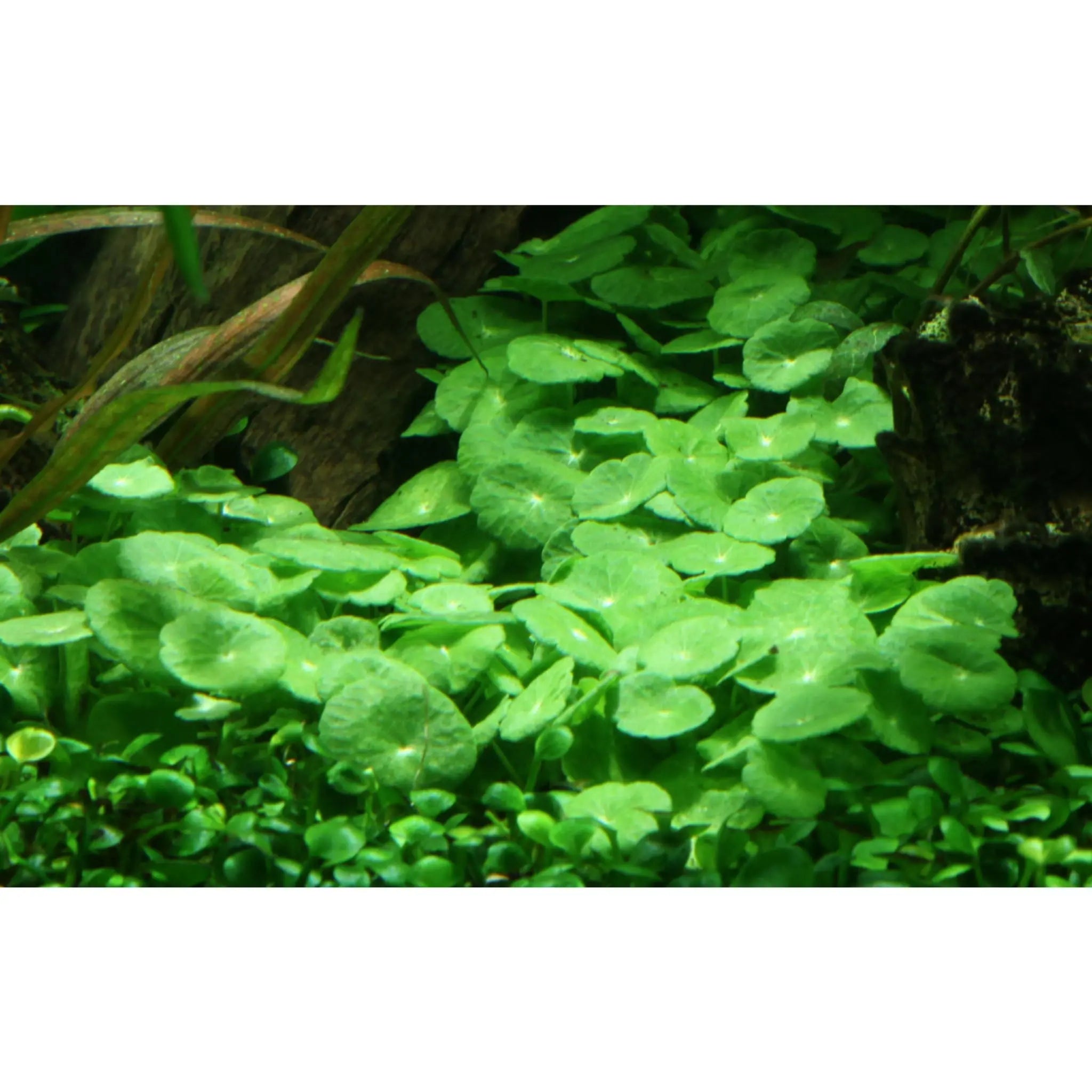 Hydrocotyle verticillata (Whorled umbrella plant) - Aqua Essentials