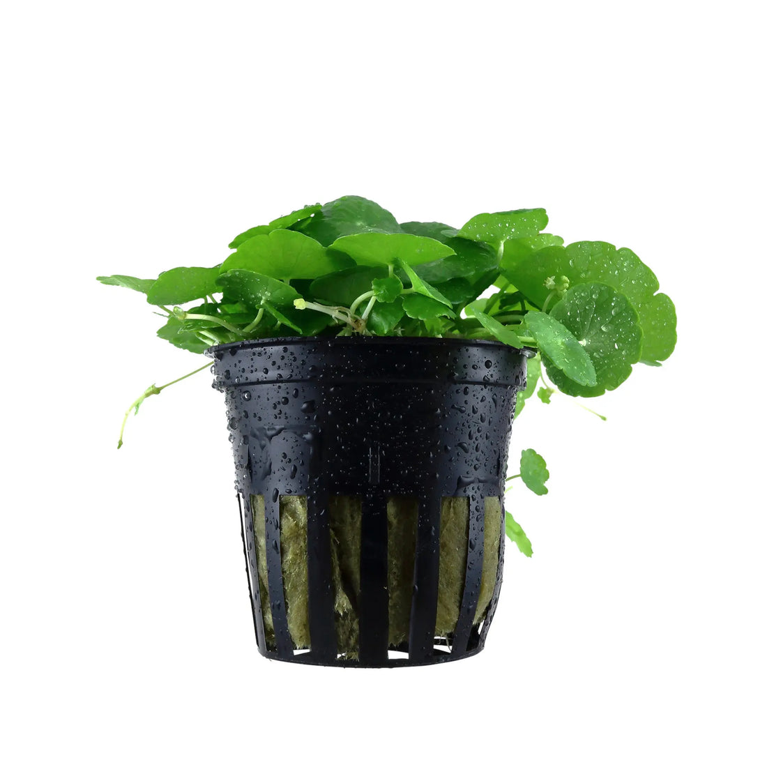 Hydrocotyle verticillata (Whorled umbrella plant) Aquafleur