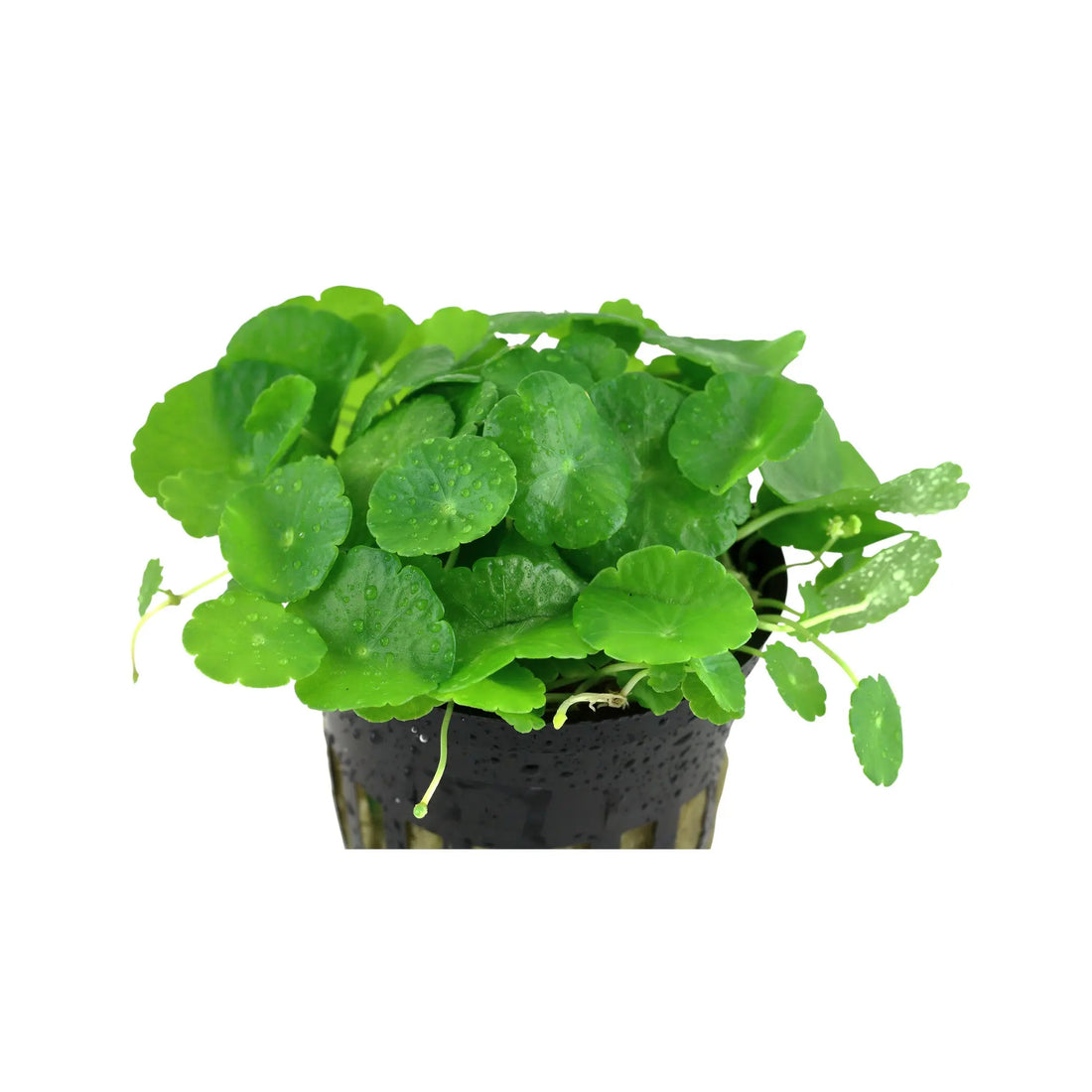 Hydrocotyle verticillata (Whorled umbrella plant) Aquafleur