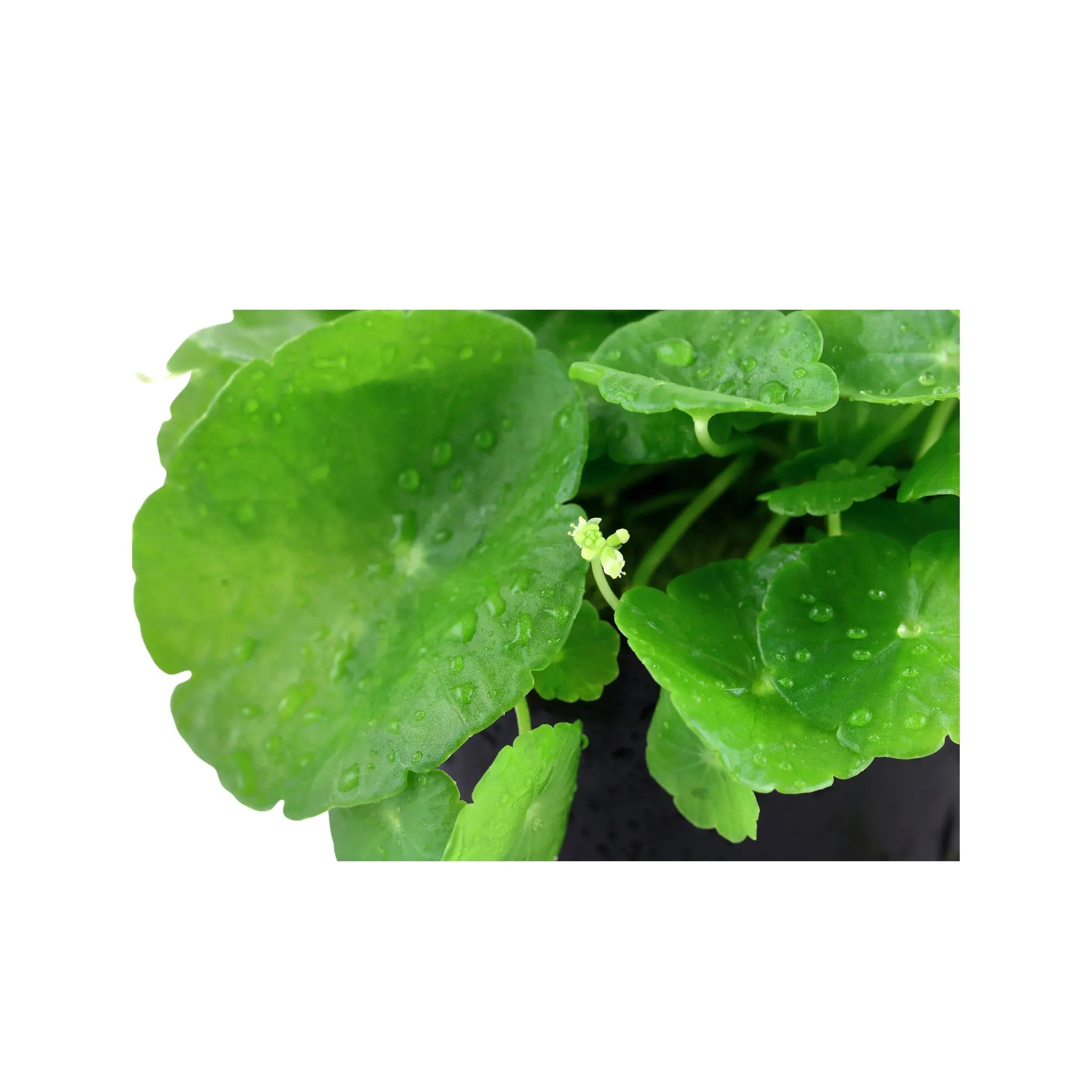 Hydrocotyle verticillata (Whorled umbrella plant) Aquafleur