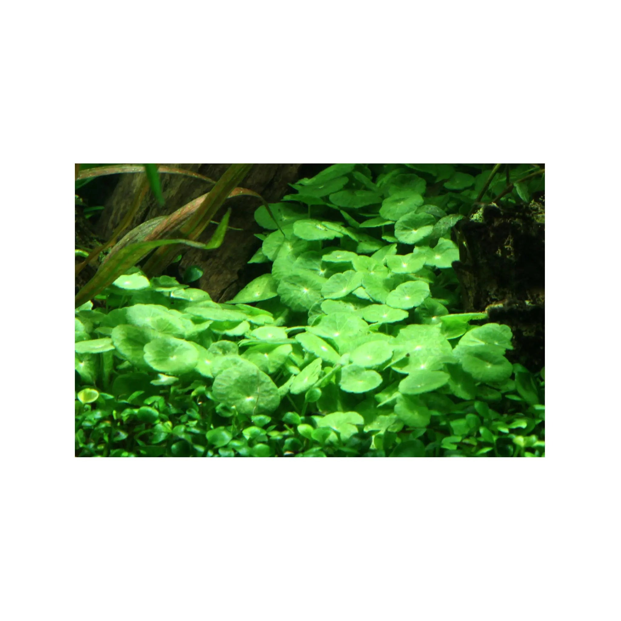 Hydrocotyle verticillata (Whorled umbrella plant) Aquafleur