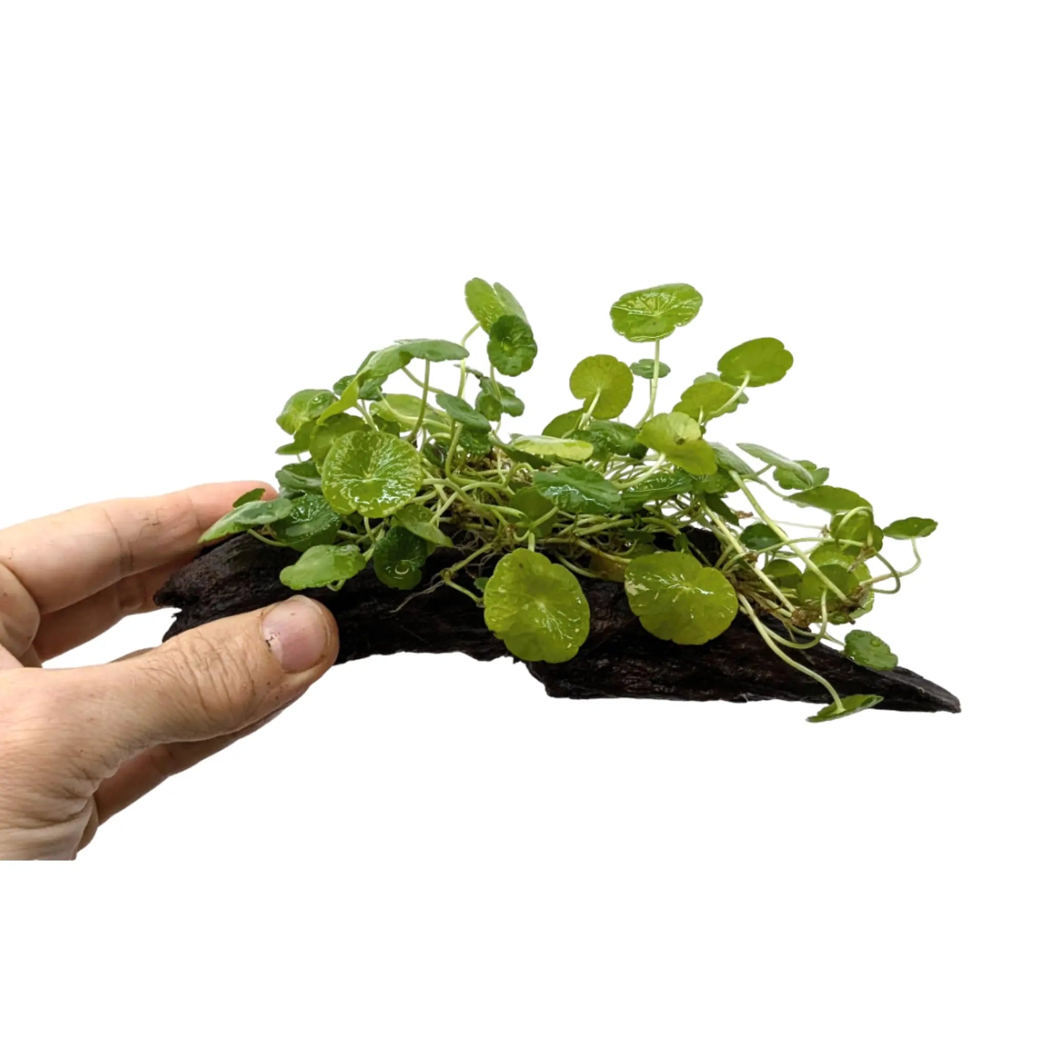 Hydrocotyle verticillata on Lava Rock Aqua Essentials