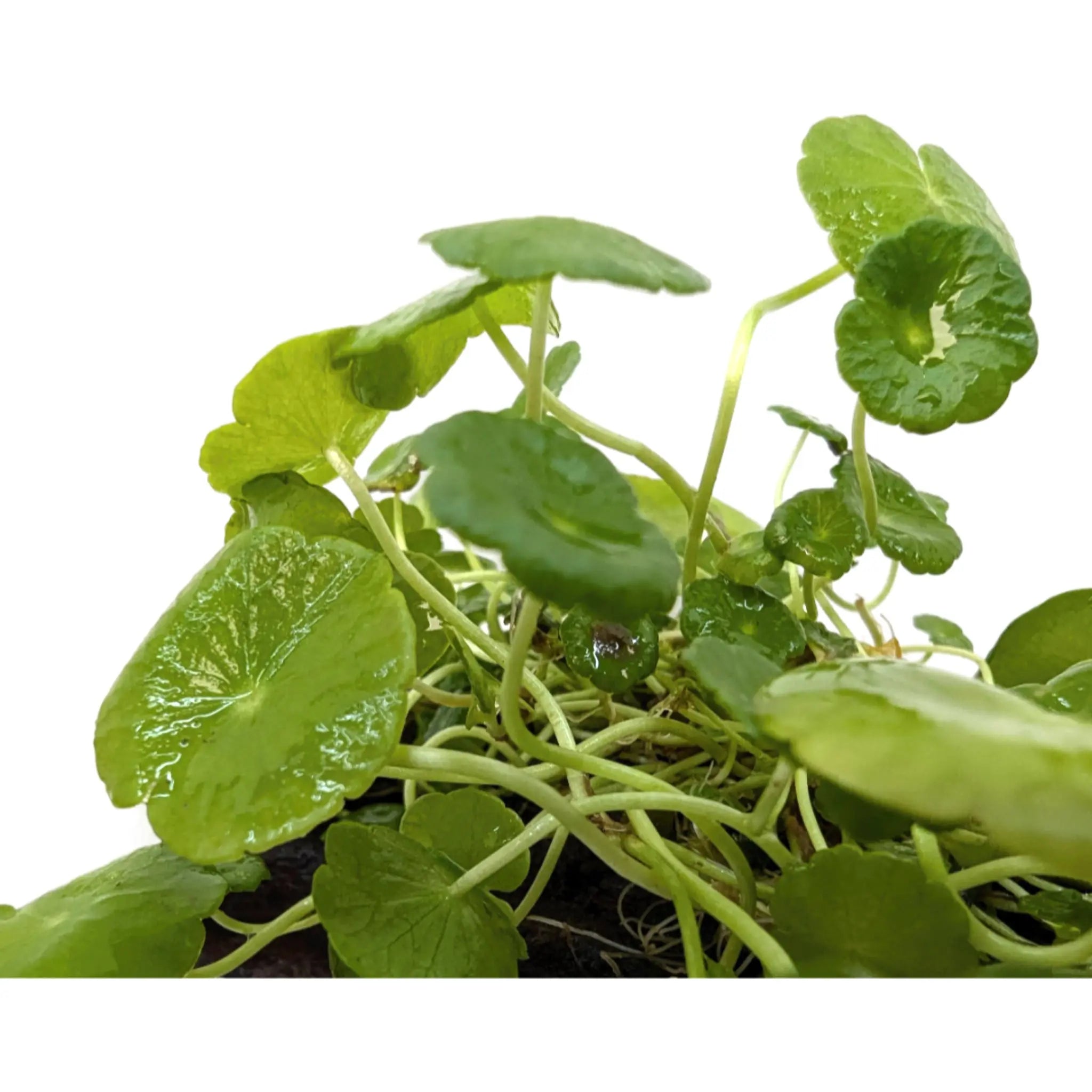 Hydrocotyle verticillata on Lava Rock Aqua Essentials