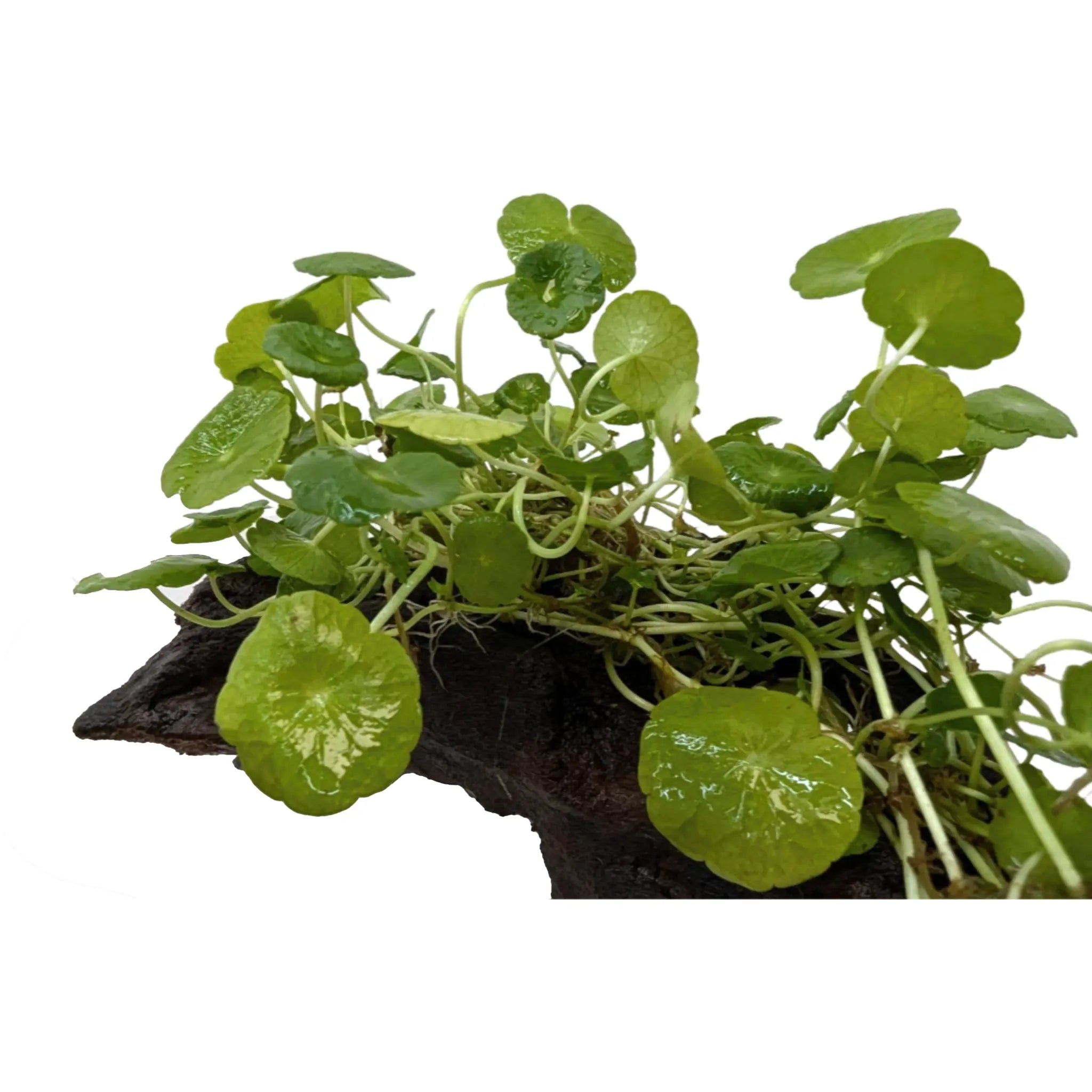 Hydrocotyle verticillata on Lava Rock Aqua Essentials