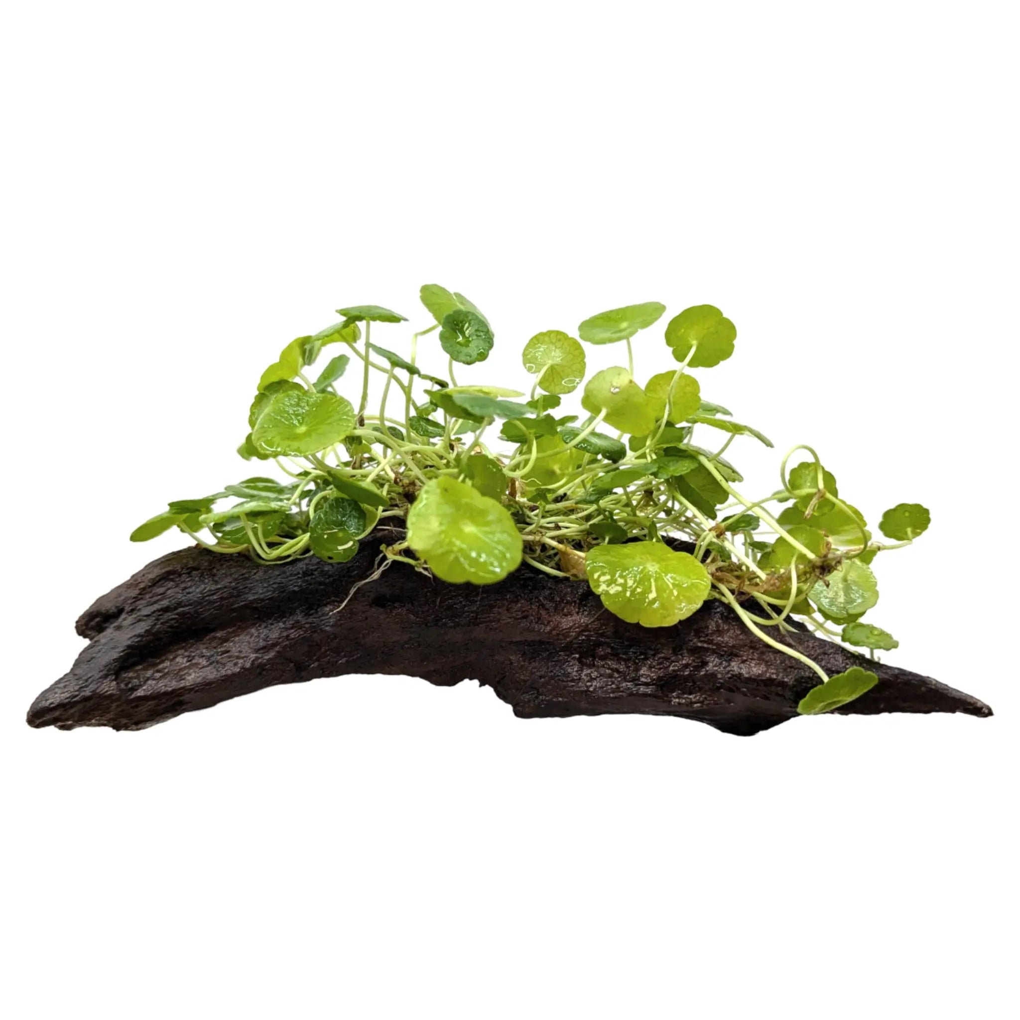 Hydrocotyle verticillata on Lava Rock Aqua Essentials