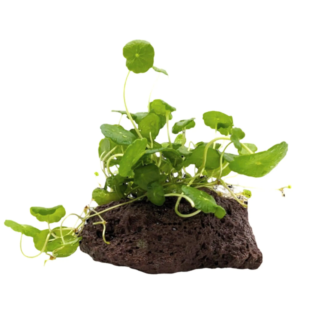 Hydrocotyle verticillata on Wood Aqua Essentials