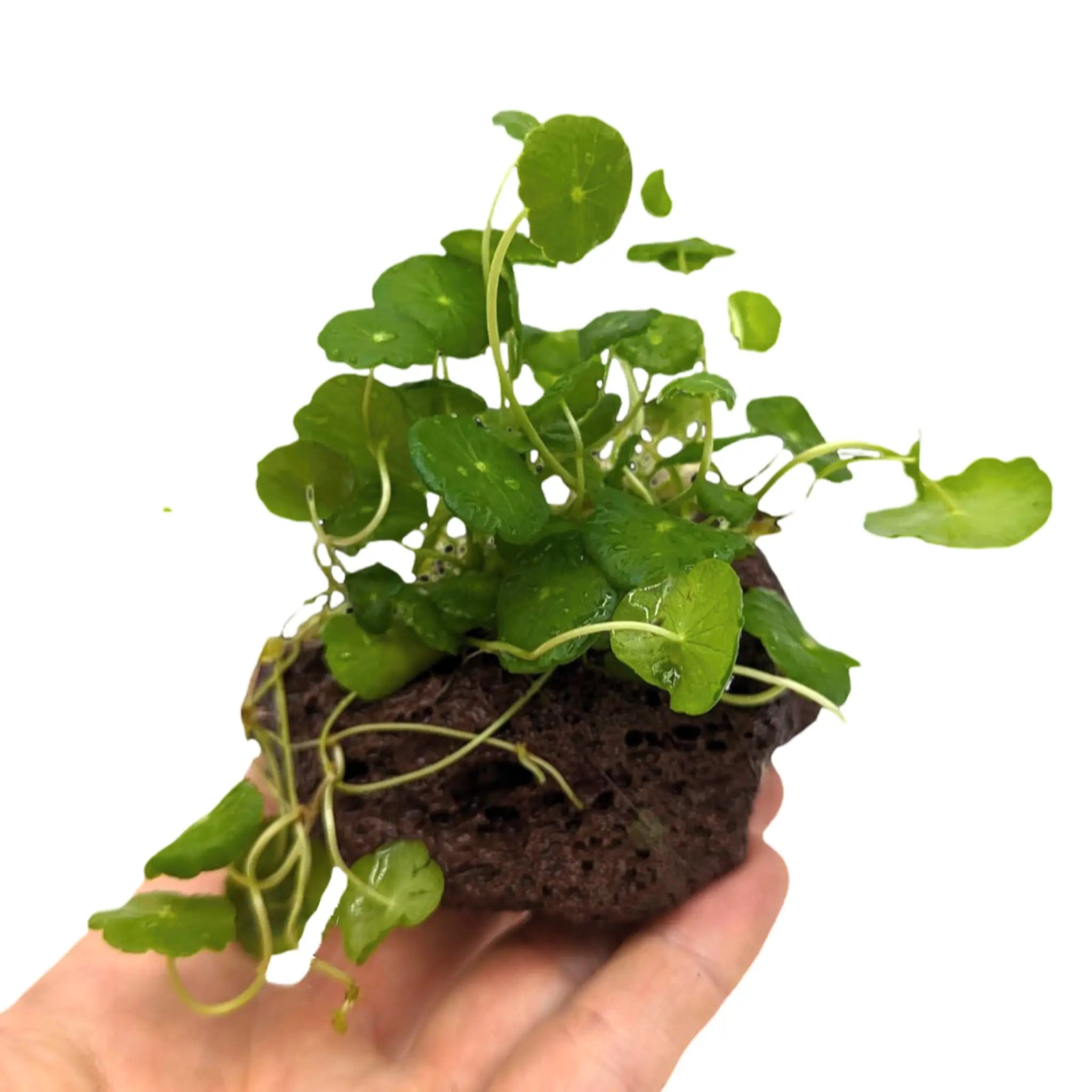 Hydrocotyle verticillata on Wood Aqua Essentials