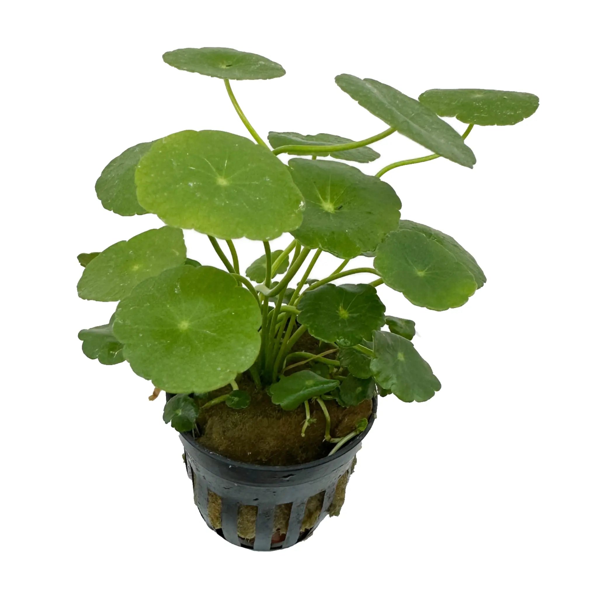 Hydrocotyle vulgaris (marsh pennywort) - Aqua Essentials