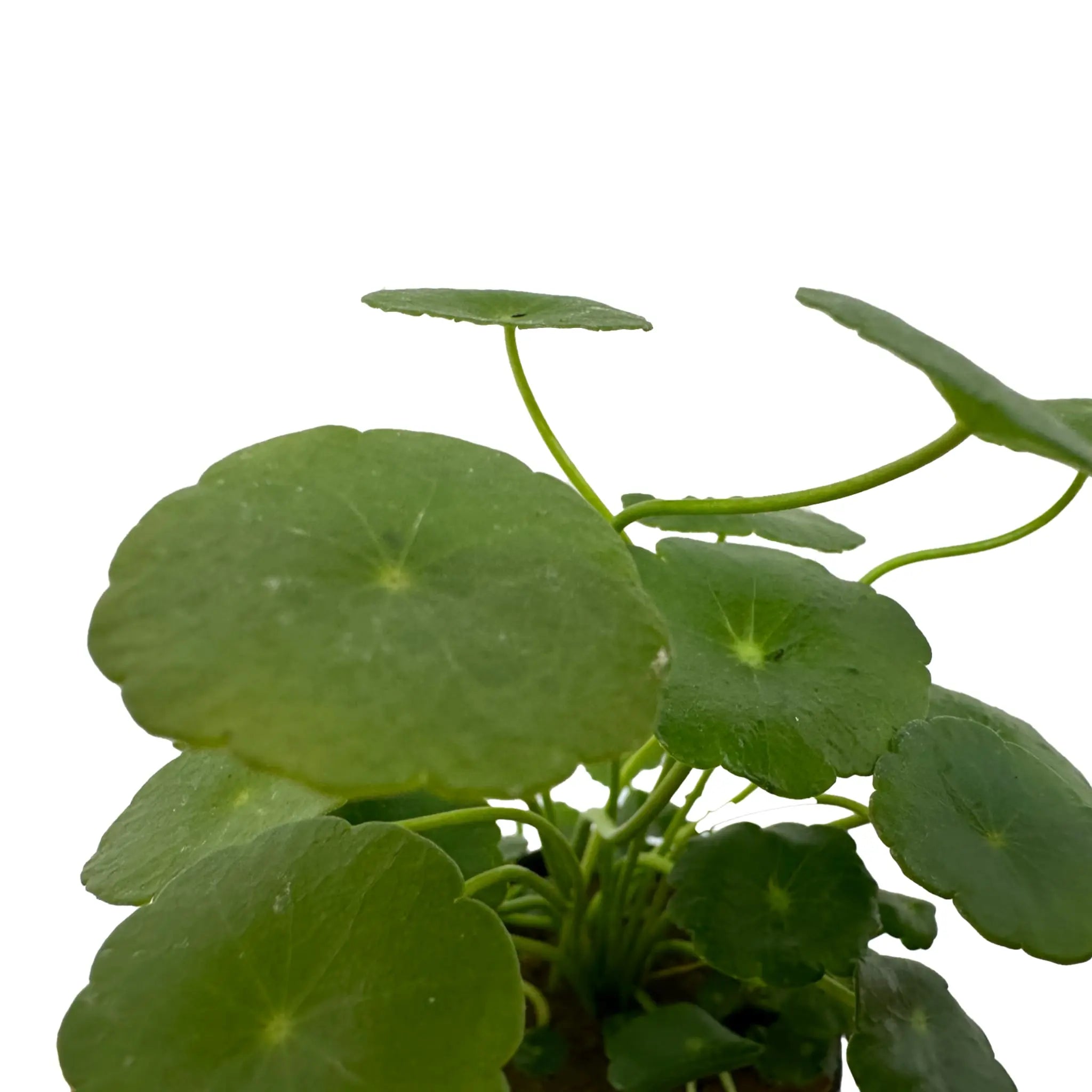 Hydrocotyle vulgaris (marsh pennywort) - Aqua Essentials