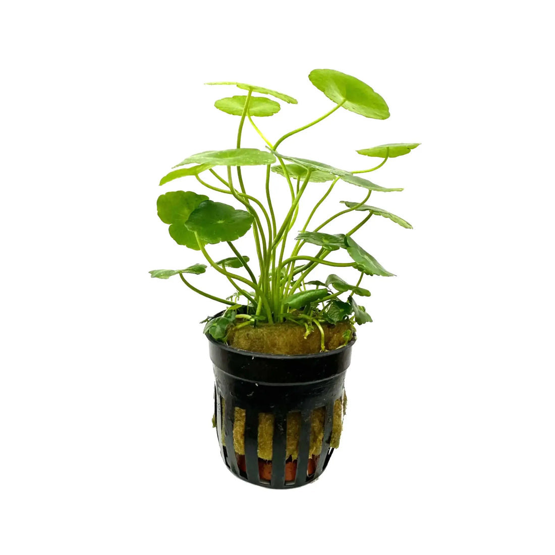 Hydrocotyle vulgaris (marsh pennywort) Aqua Essentials